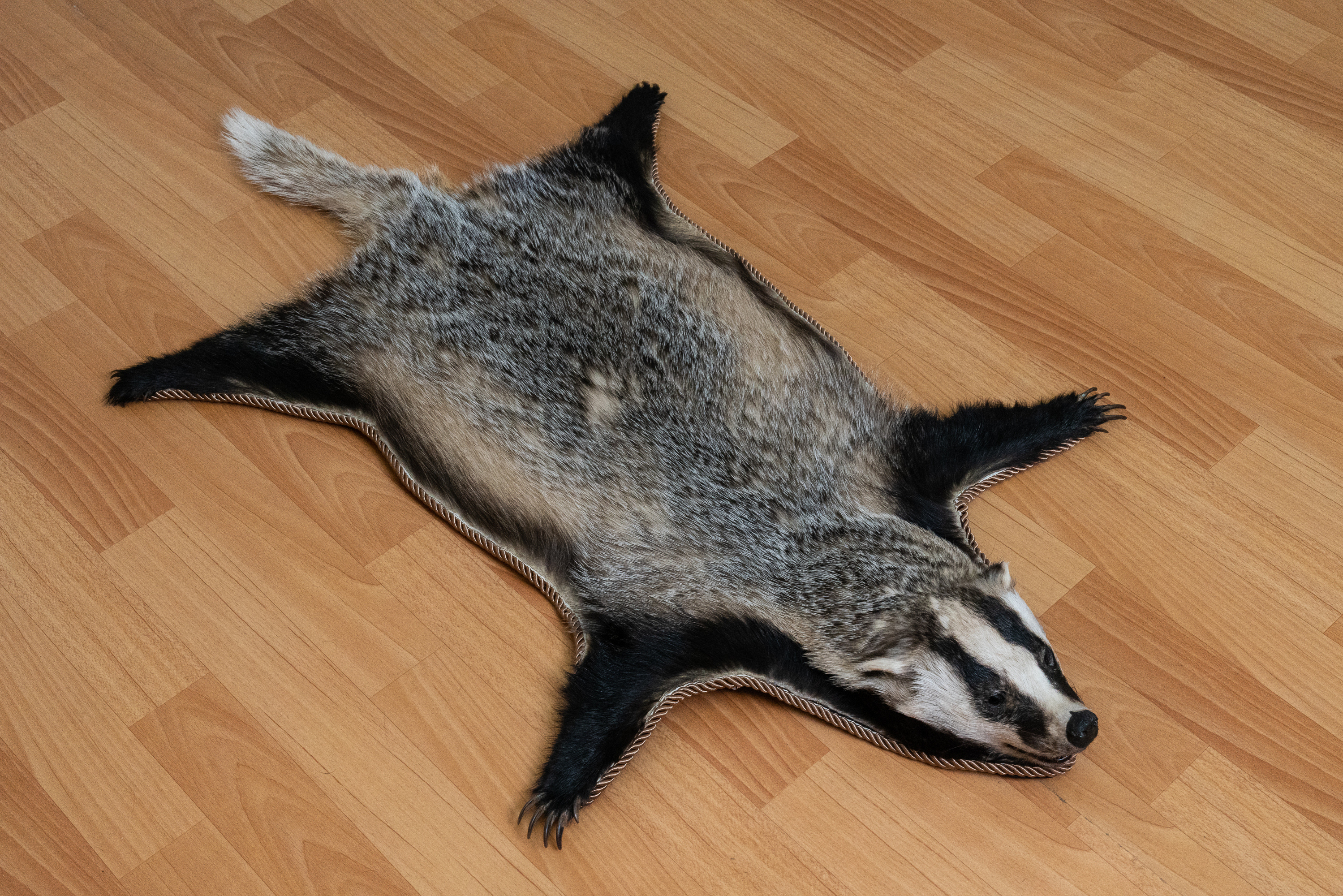 EURASIAN BADGER TAXIDERMY RUG MOUNT WITH HEAD - MOUNTED PELT, FUR, SKIN ...