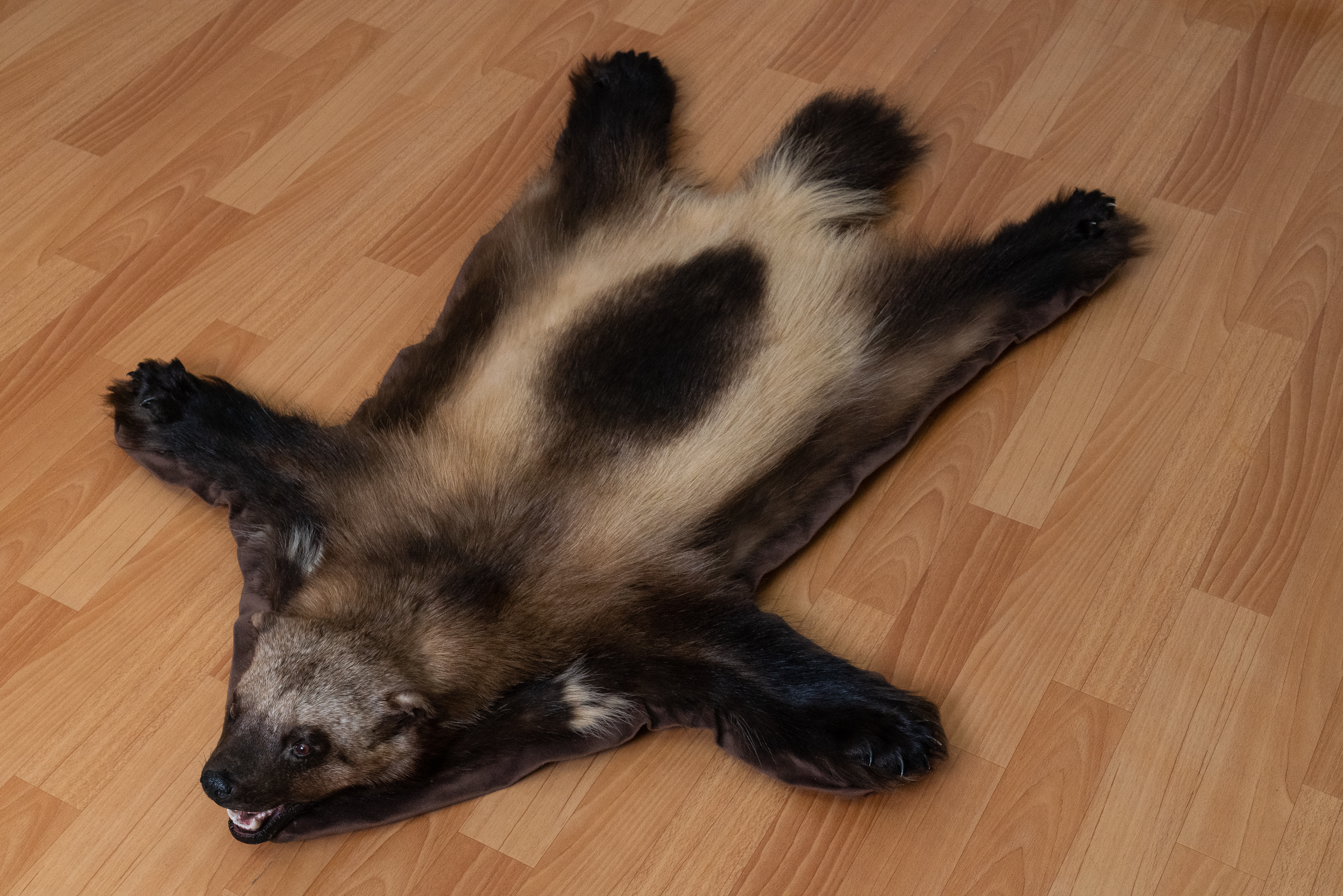 WOLVERINE TAXIDERMY RUG MOUNT WITH HEAD - MOUNTED PELT, FUR, SKIN, HIDE ...