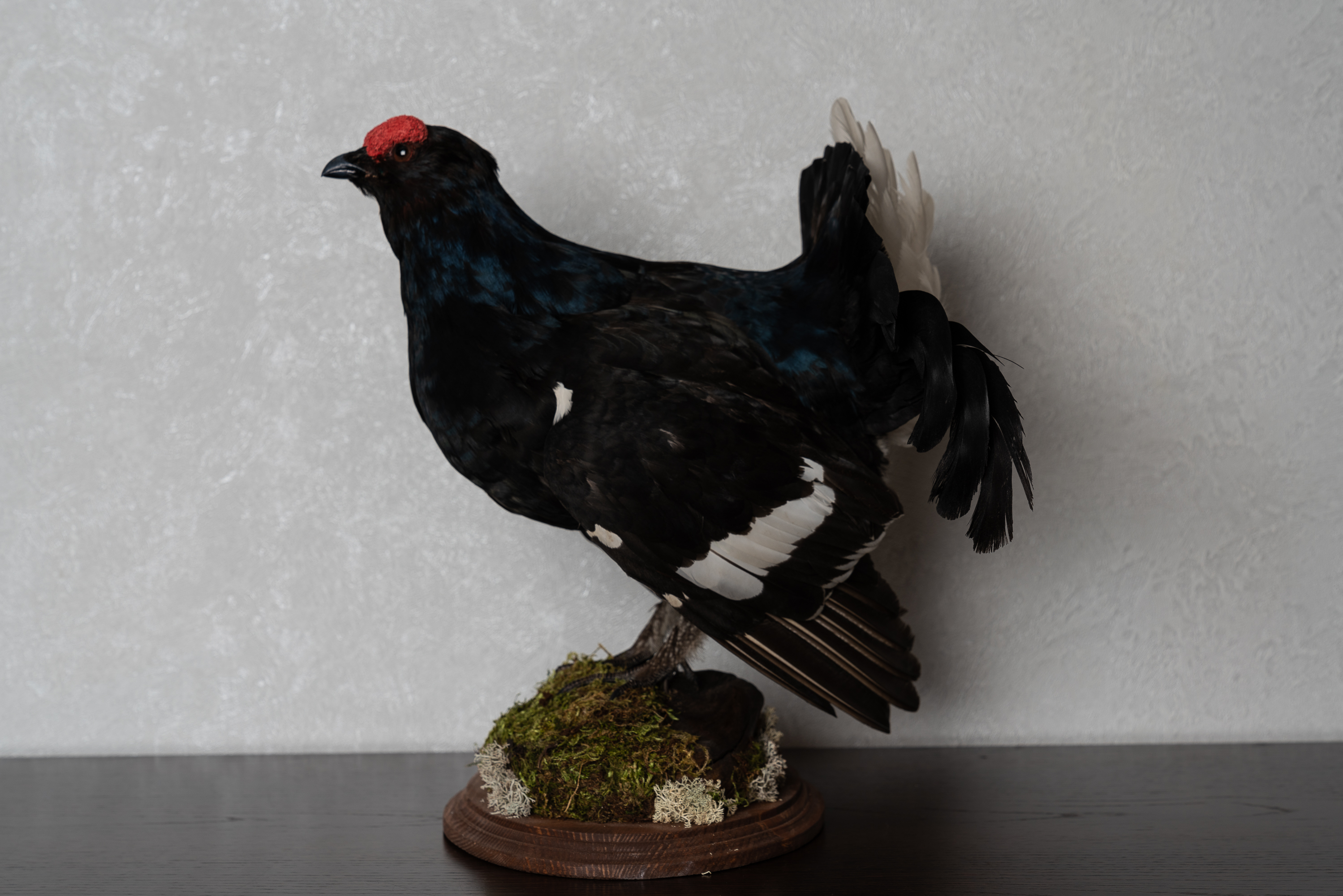 Black Grouse Cockbird Cushion