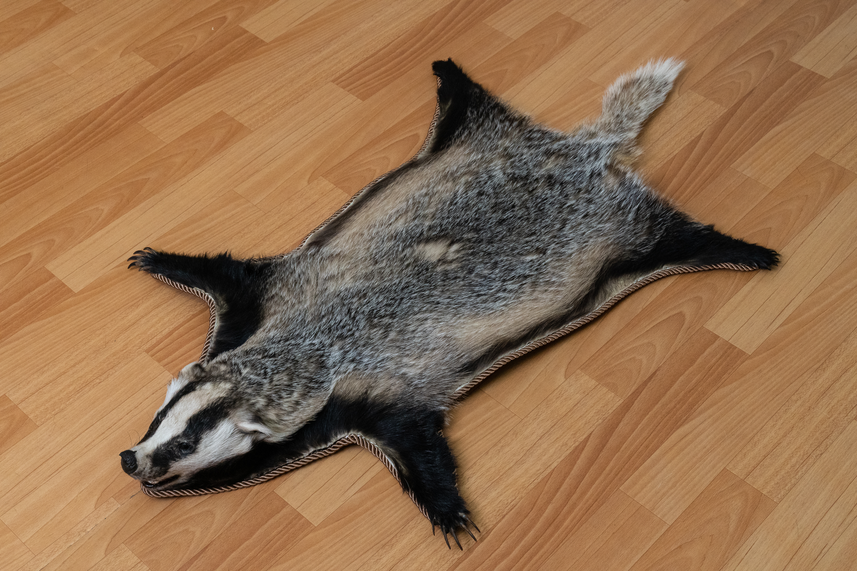 EURASIAN BADGER TAXIDERMY RUG MOUNT WITH HEAD - MOUNTED PELT, FUR, SKIN ...