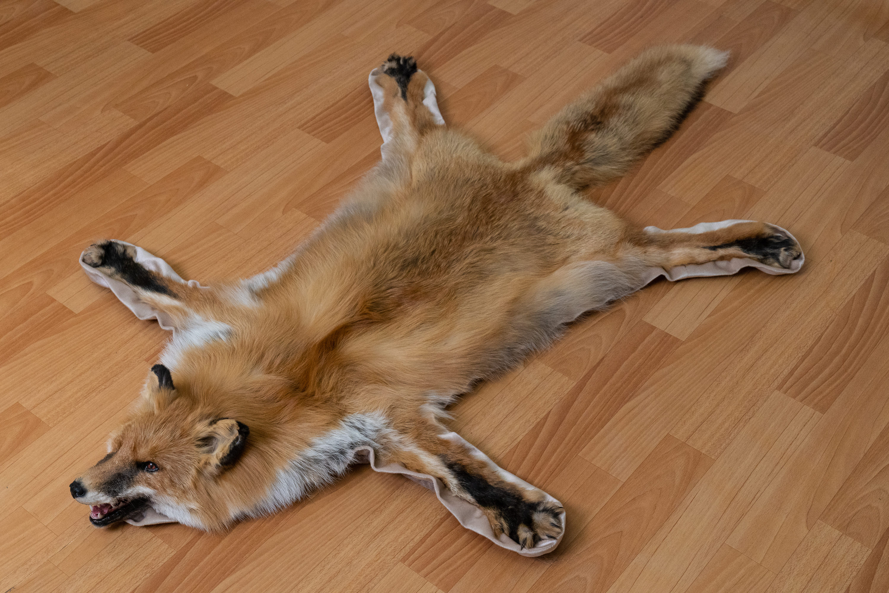 SIBERIAN RED FOX TAXIDERMY RUG MOUNT WITH HEAD - MOUNTED PELT, FUR ...