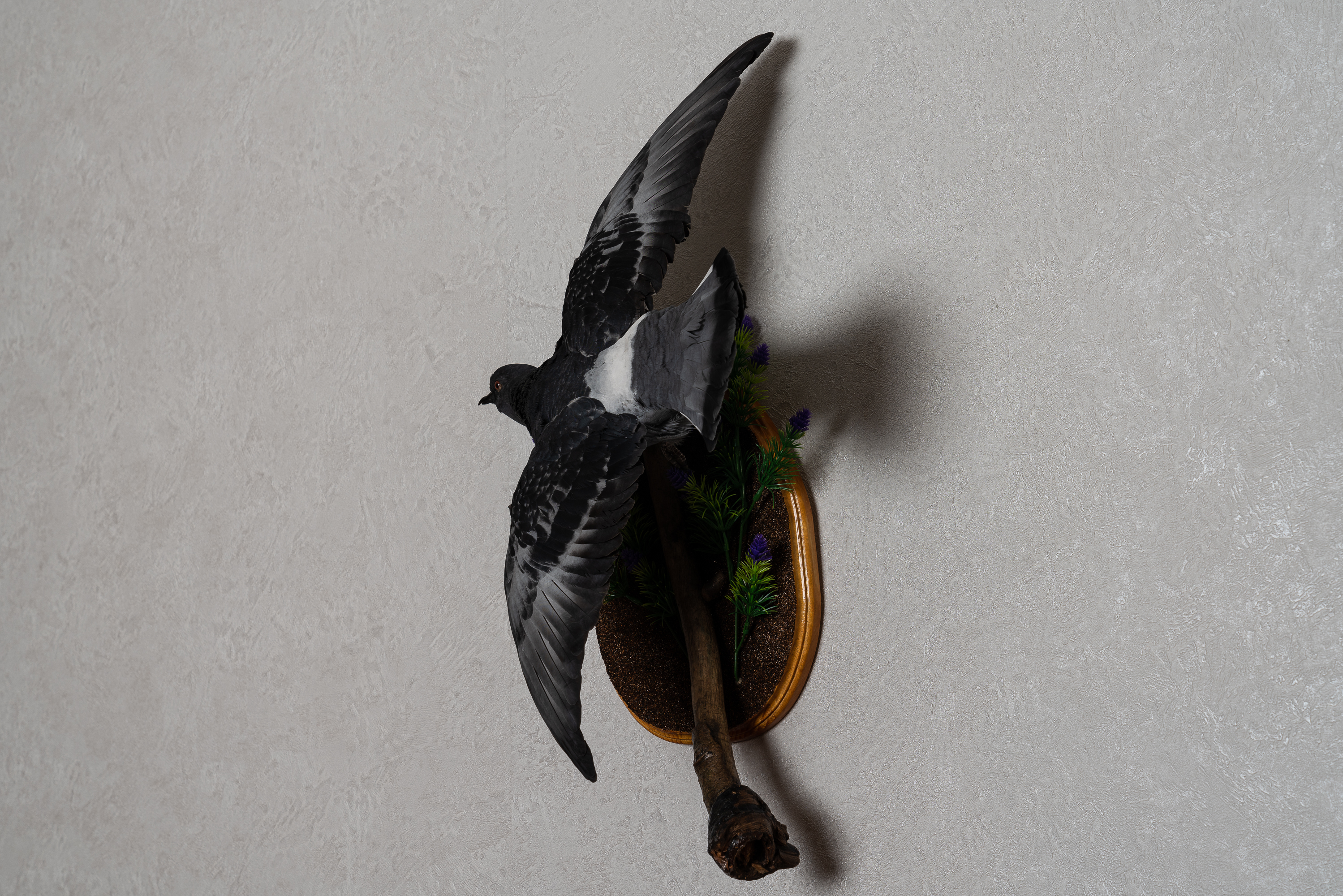 EUROPEAN TURTLE-DOVE TAXIDERMY BIRD MOUNT - MOUNTED, STUFFED BIRDS FOR ...