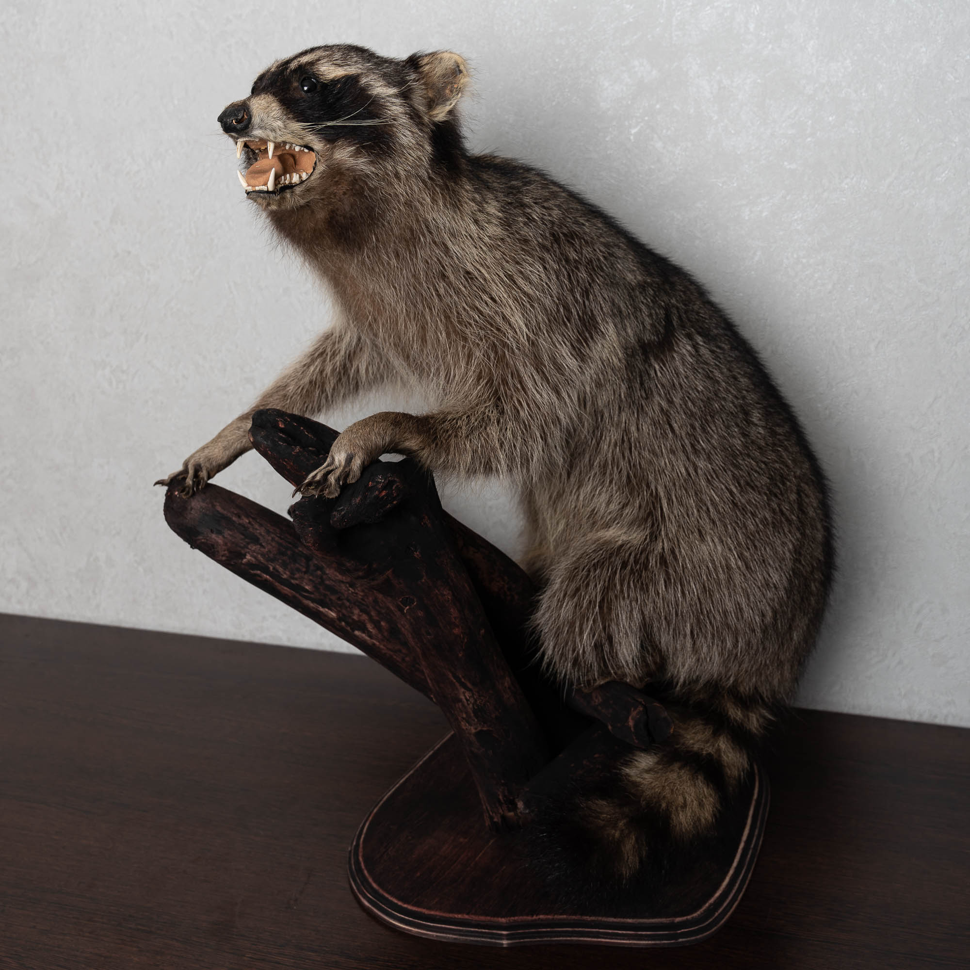 RACCOON TAXIDERMY MOUNT - RACOON MOUNTED, STUFFED ANIMALS FOR SALE ...