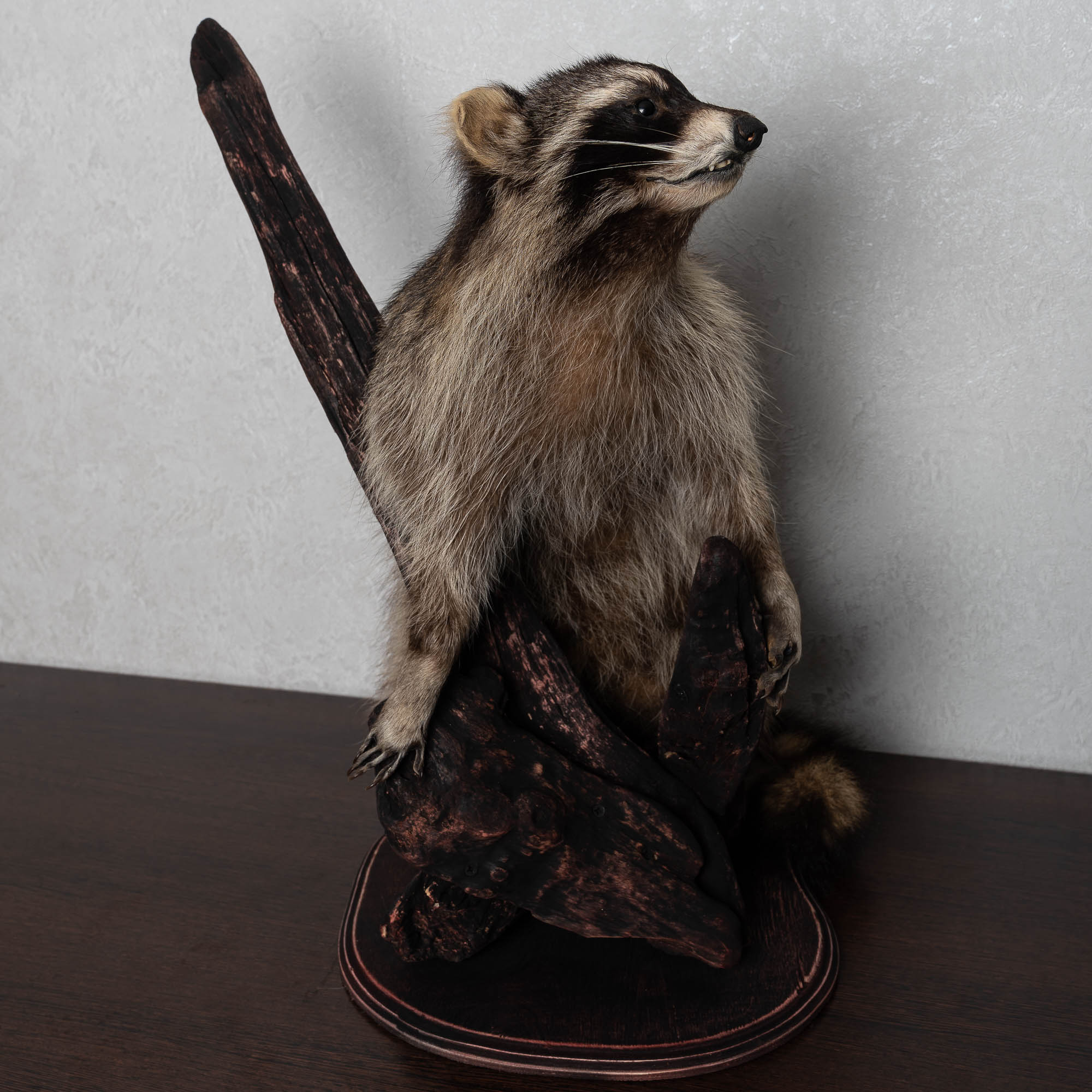 RACCOON TAXIDERMY MOUNT - RACOON MOUNTED, STUFFED ANIMALS FOR SALE ...