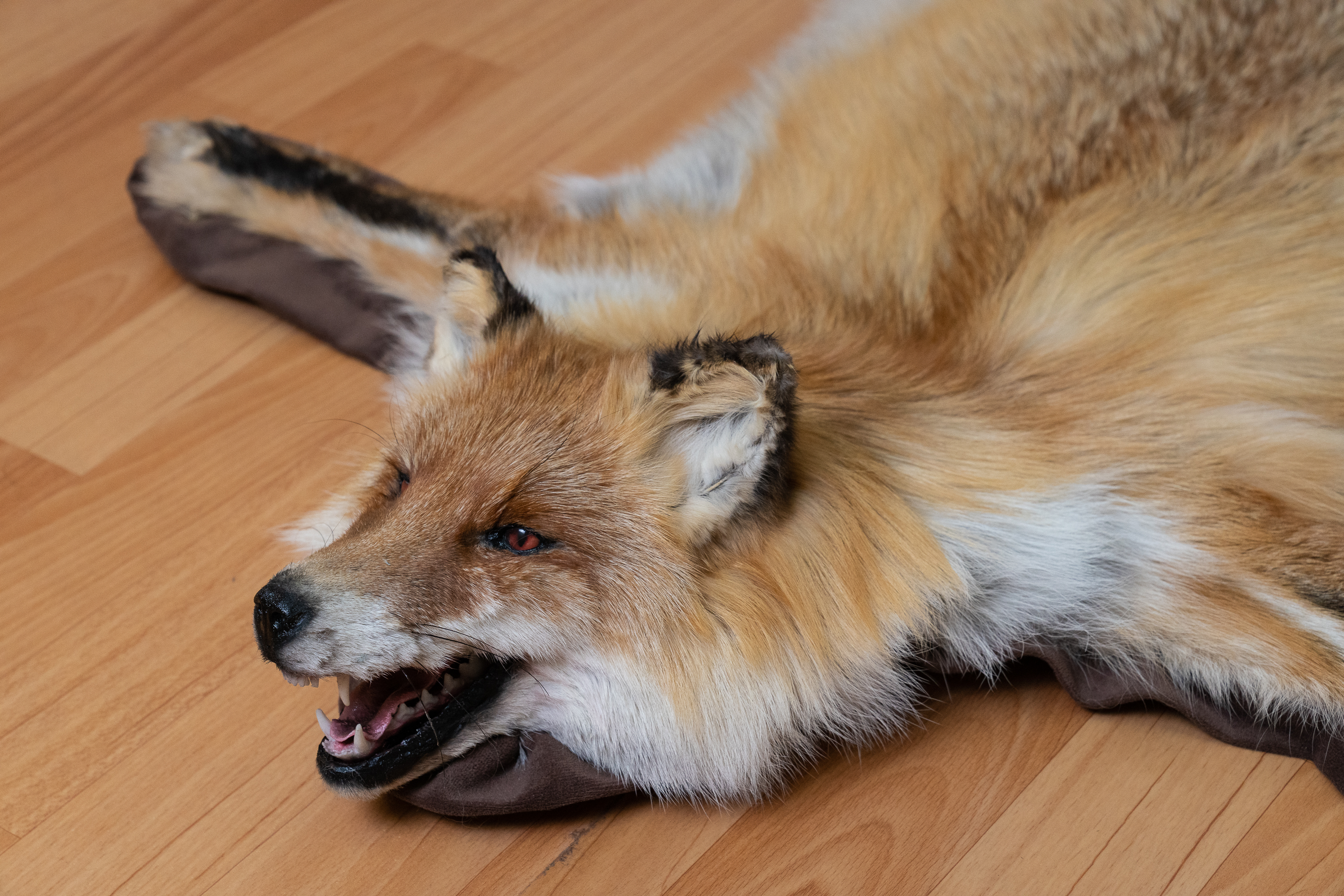 SIBERIAN RED FOX TAXIDERMY RUG MOUNT WITH HEAD - MOUNTED PELT, FUR ...