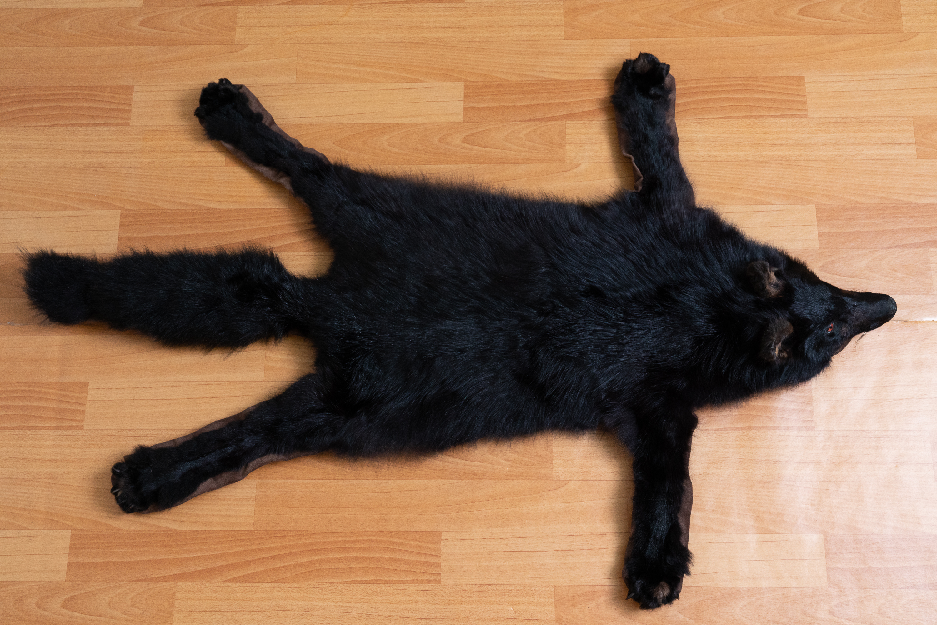 BLACK FOX TAXIDERMY RUG MOUNT WITH HEAD - MOUNTED PELT, FUR, SKIN, HIDE ...