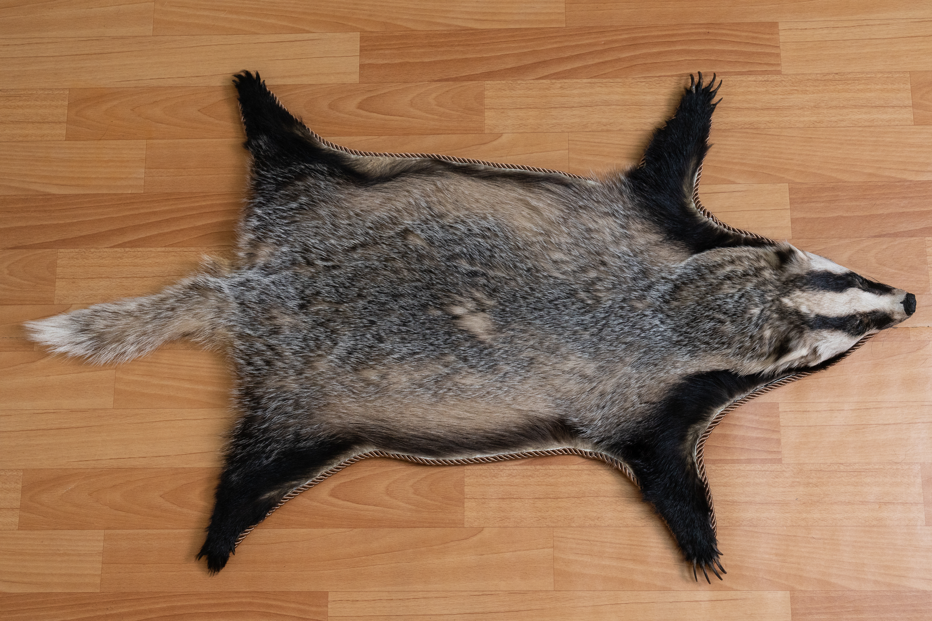 EURASIAN BADGER TAXIDERMY RUG MOUNT WITH HEAD - MOUNTED PELT, FUR, SKIN ...