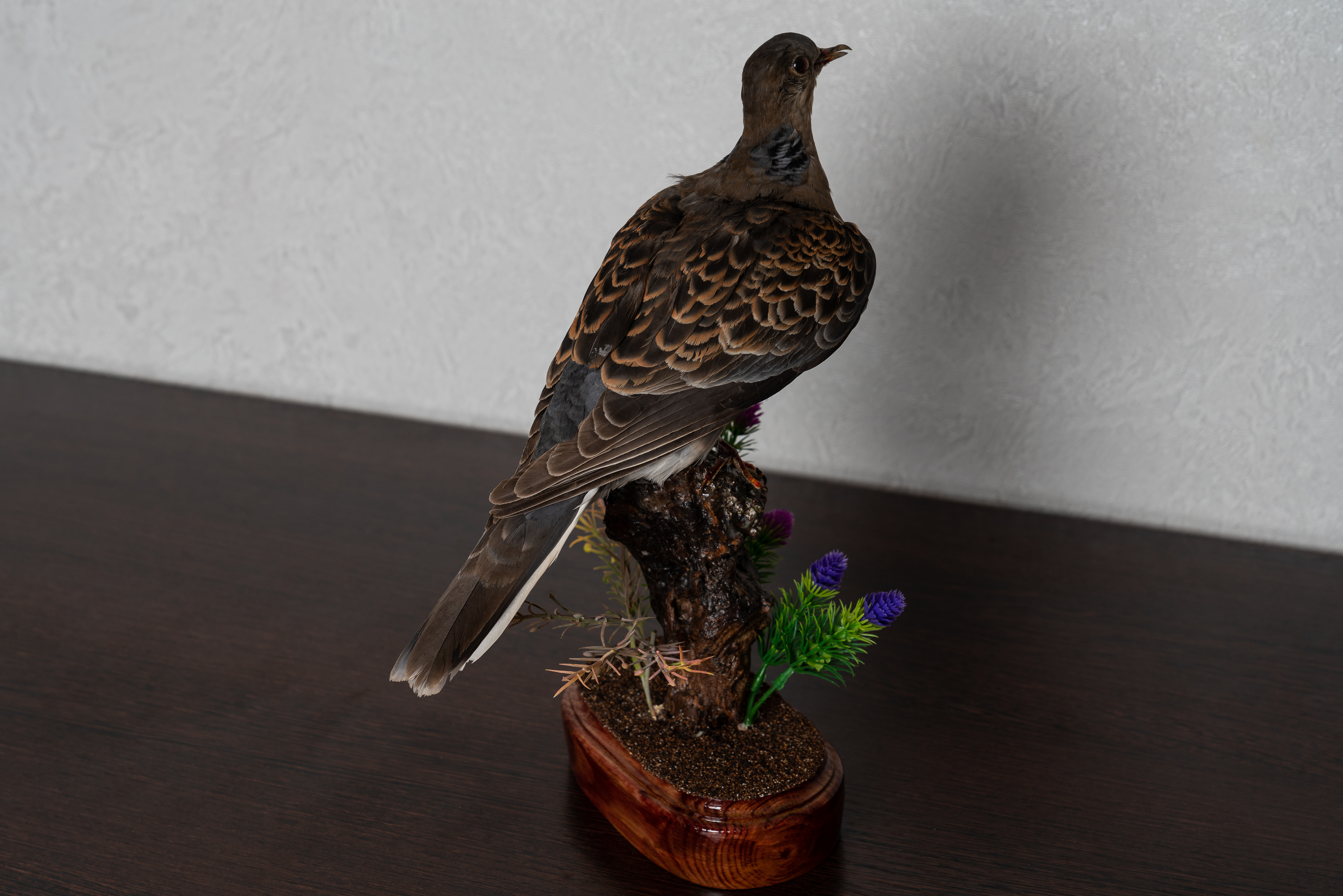 EUROPEAN TURTLE-DOVE TAXIDERMY BIRD MOUNT - MOUNTED, STUFFED BIRDS FOR ...