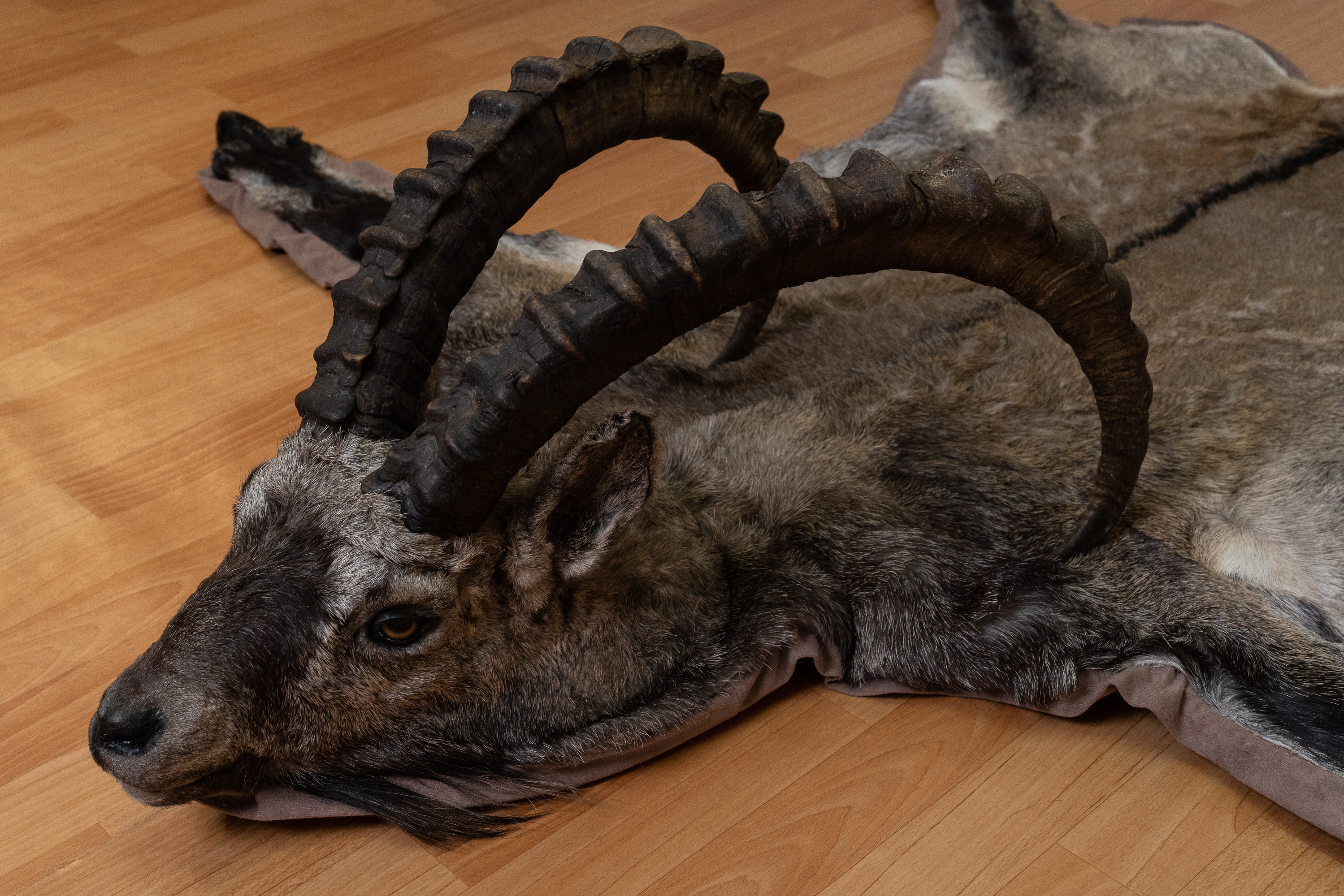 SIBERIAN IBEX TAXIDERMY RUG MOUNT WITH HEAD - WILD MOUNTAIN GOAT ...
