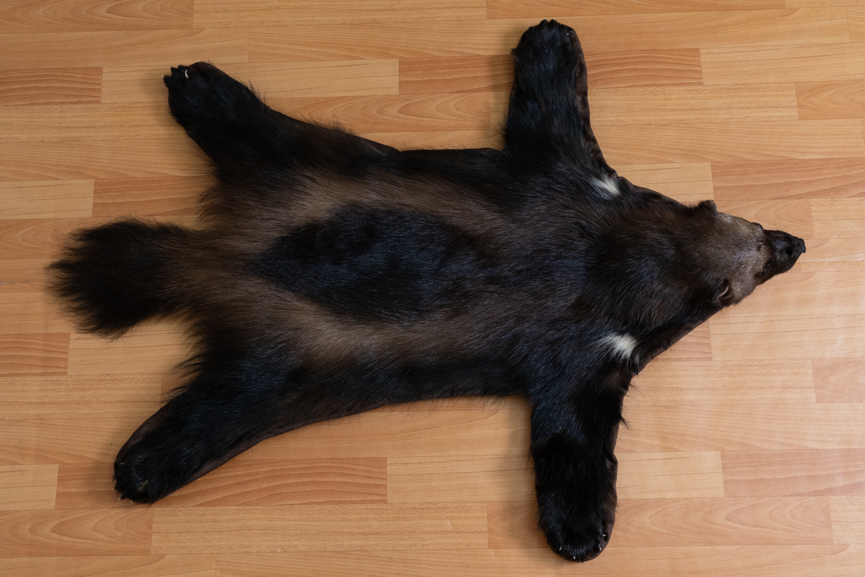 WOLVERINE TAXIDERMY RUG MOUNT WITH HEAD - MOUNTED PELT, FUR, SKIN, HIDE ...