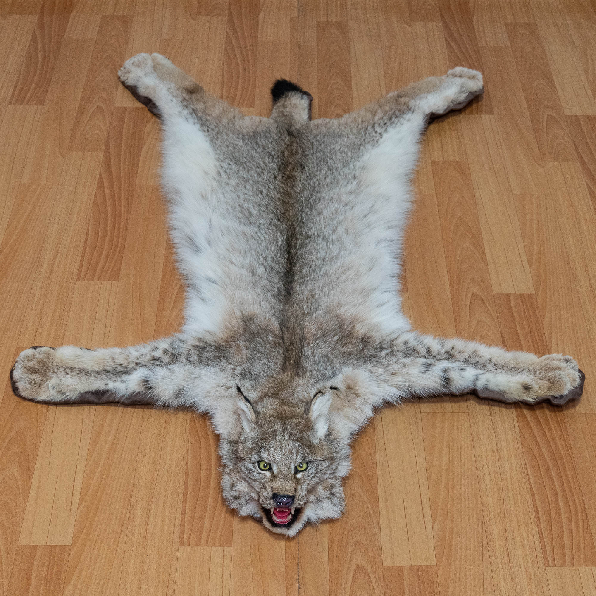 EURASIAN LYNX TAXIDERMY RUG MOUNT WITH HEAD - MOUNTED PELT, FUR, SKIN ...