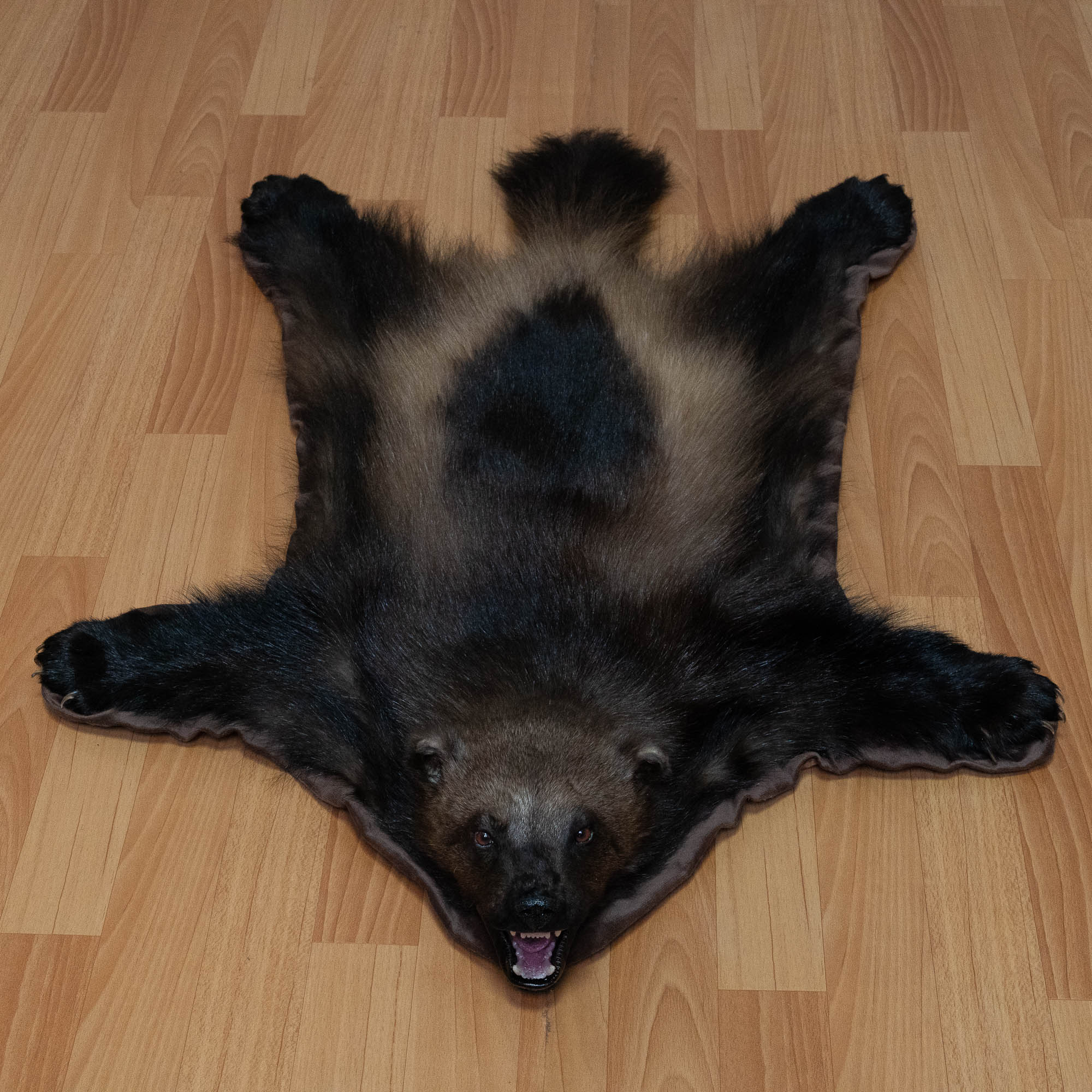 WOLVERINE TAXIDERMY RUG MOUNT WITH HEAD - MOUNTED PELT, FUR, SKIN, HIDE ...