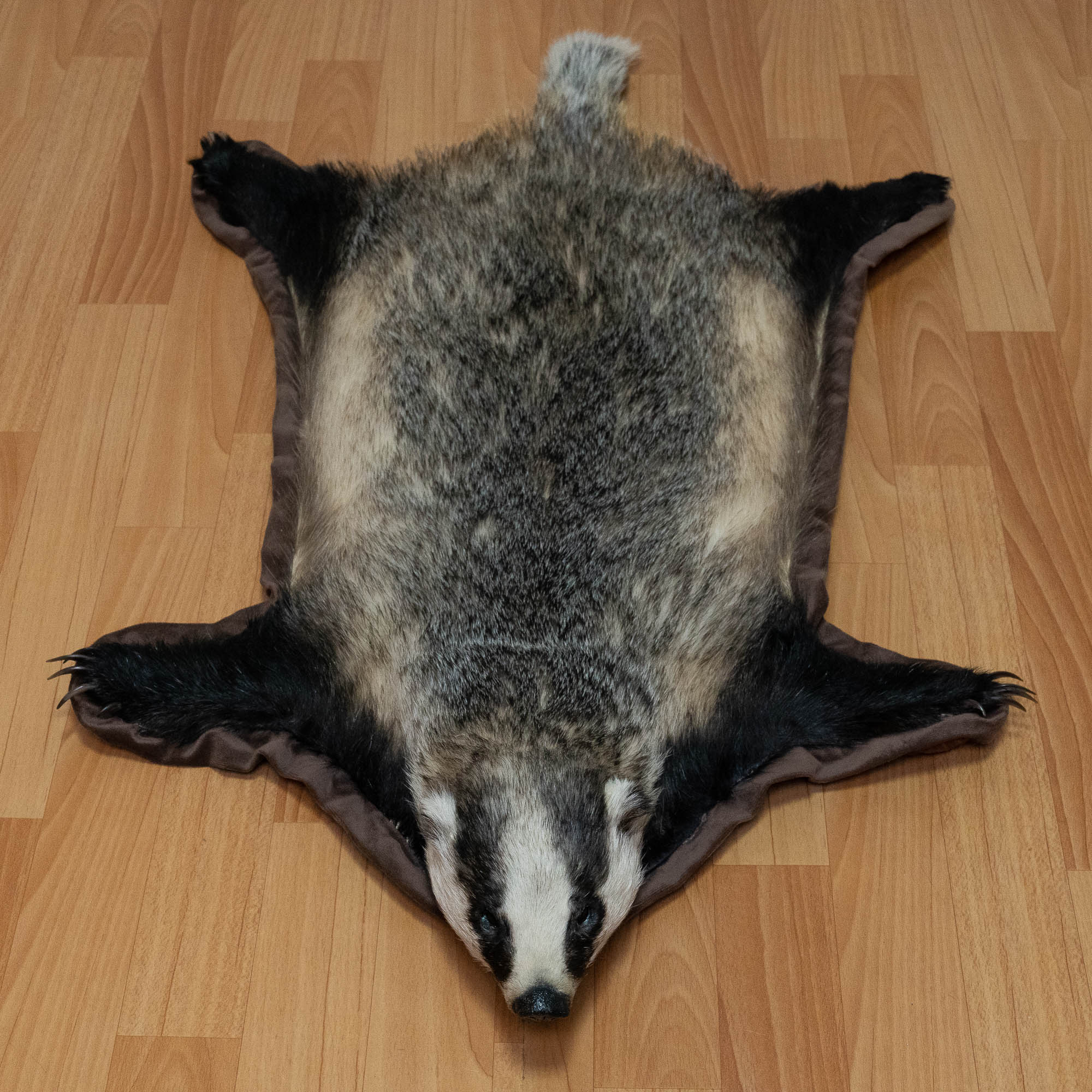 EURASIAN BADGER TAXIDERMY RUG MOUNT WITH HEAD - MOUNTED PELT, FUR, SKIN ...