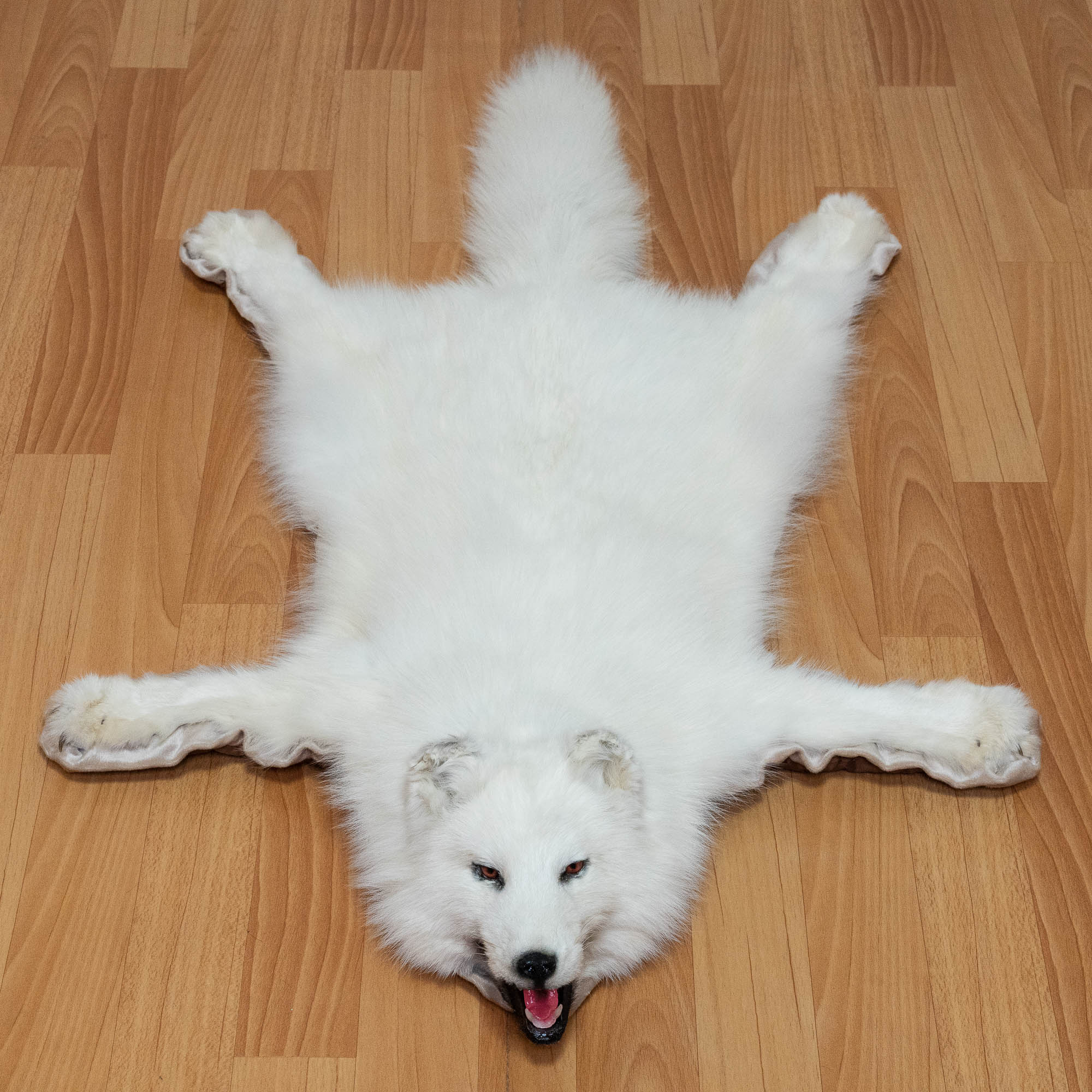 ARCTIC FOX TAXIDERMY RUG MOUNT WITH HEAD - WHITE FOX, SNOW FOX MOUNTED ...