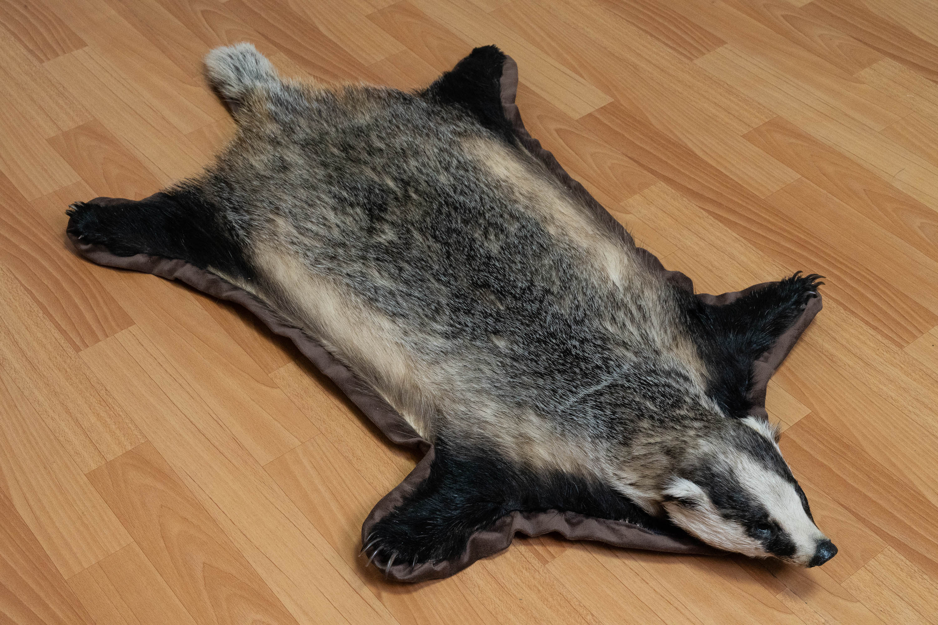 EURASIAN BADGER TAXIDERMY RUG MOUNT WITH HEAD - MOUNTED PELT, FUR, SKIN ...