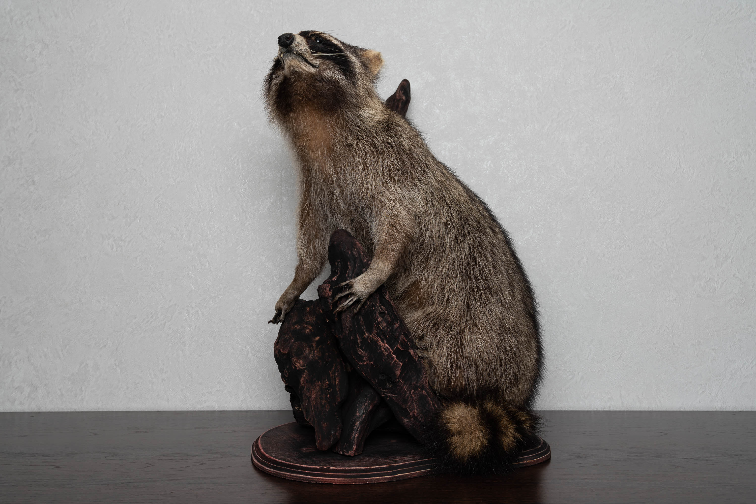 RACCOON TAXIDERMY MOUNT - RACOON MOUNTED, STUFFED ANIMALS FOR SALE ...