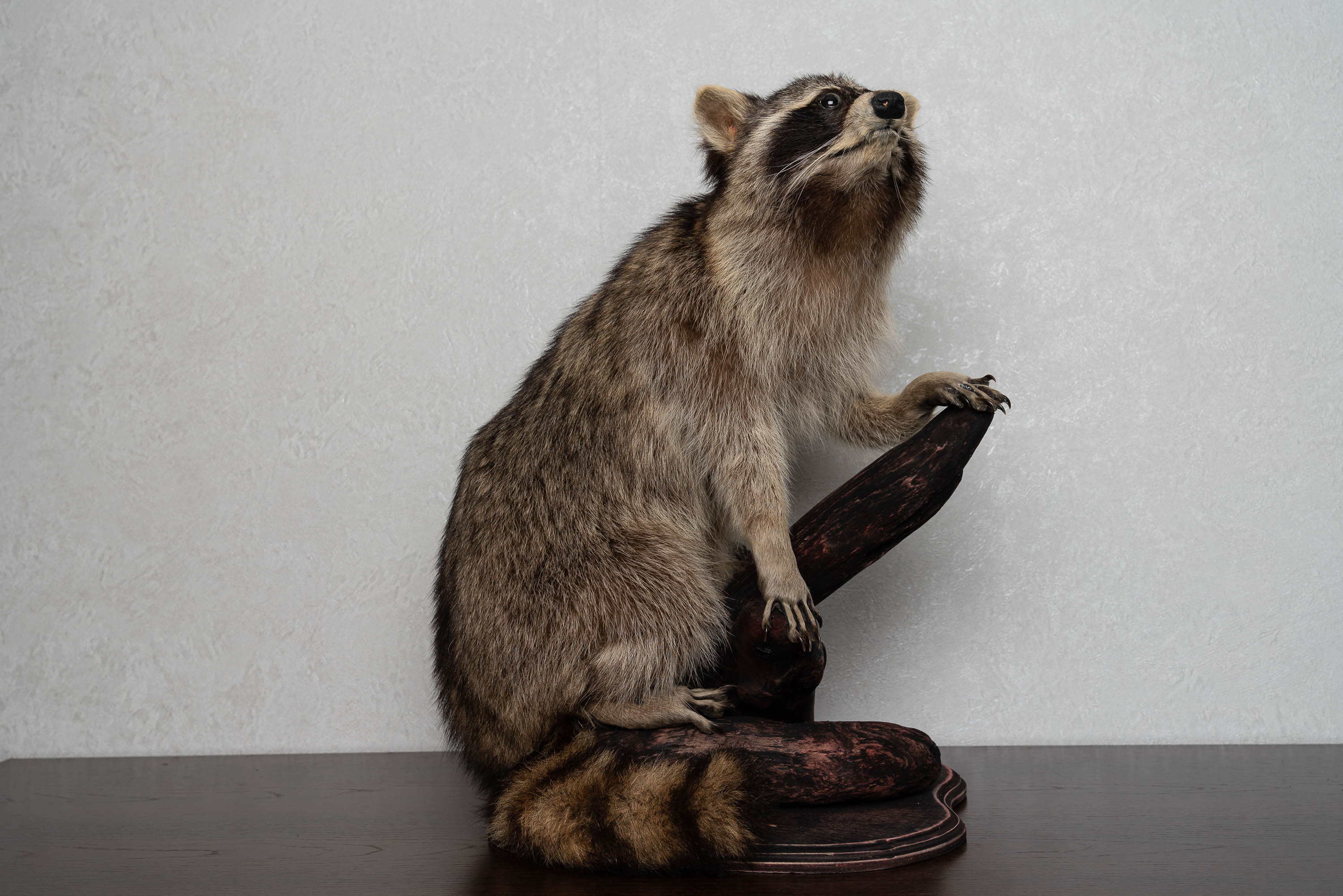 RACCOON TAXIDERMY MOUNT - RACOON MOUNTED, STUFFED ANIMALS FOR SALE ...