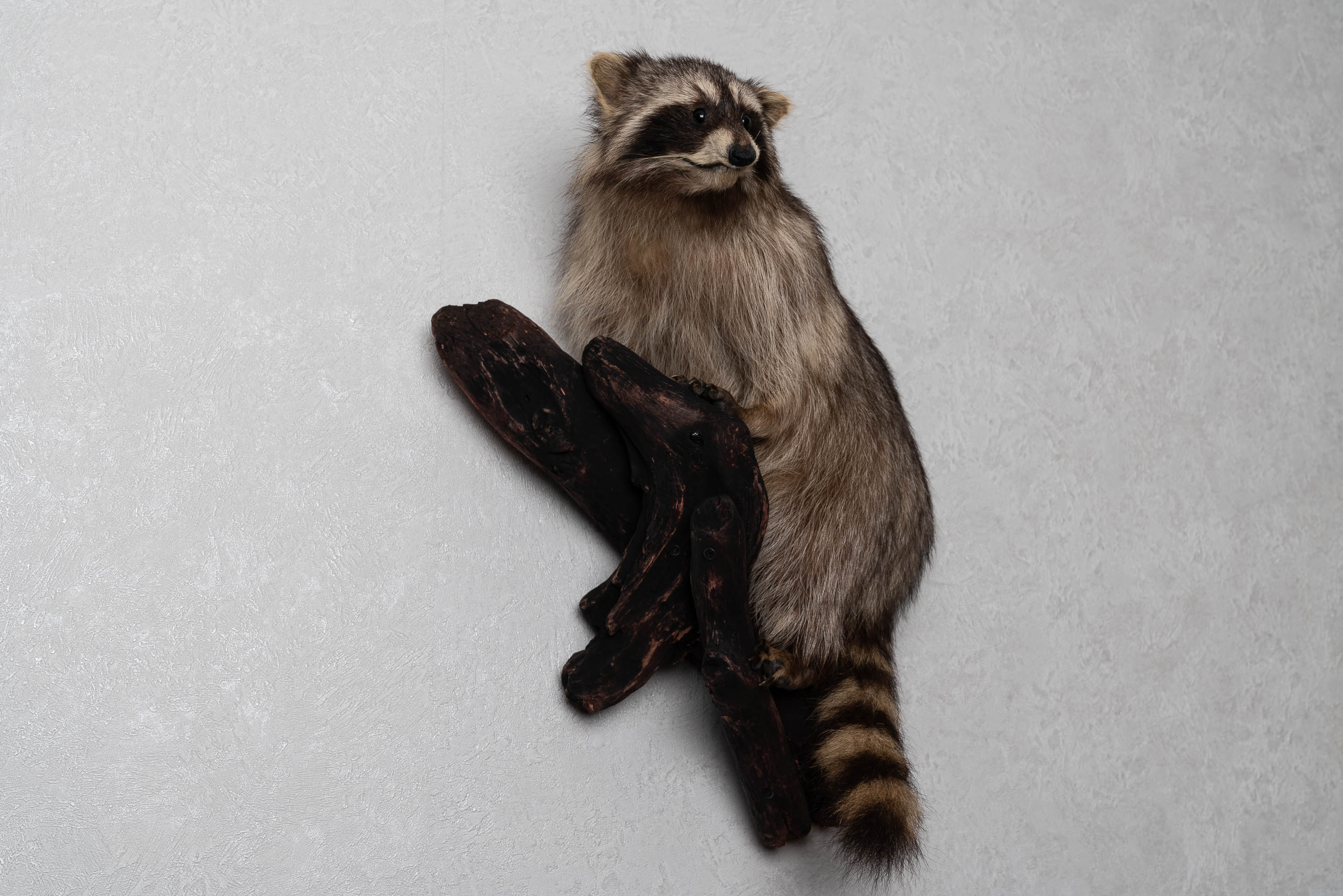 RACCOON TAXIDERMY MOUNT - RACOON MOUNTED, STUFFED ANIMALS FOR SALE ...