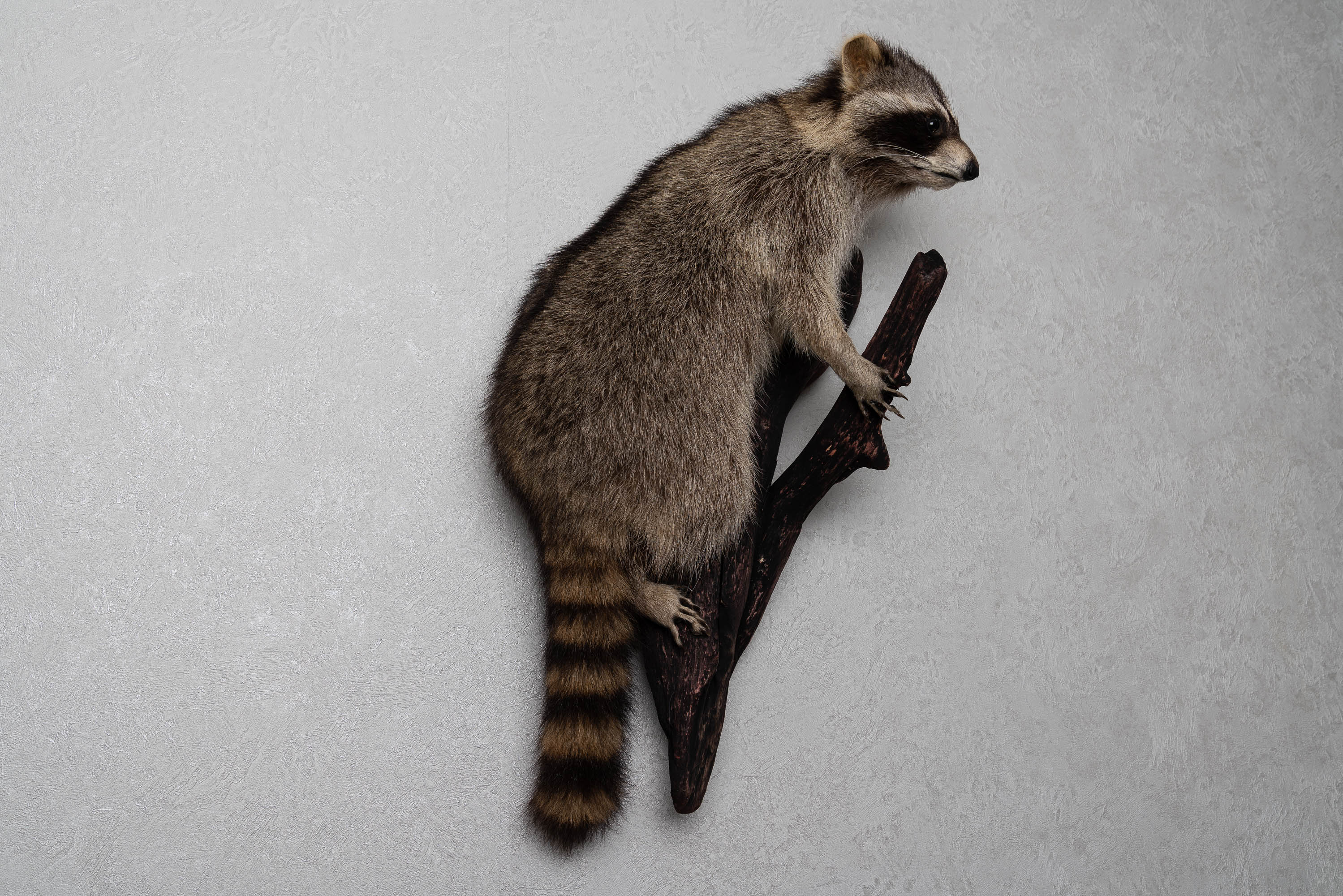 RACCOON TAXIDERMY MOUNT - RACOON MOUNTED, STUFFED ANIMALS FOR SALE ...
