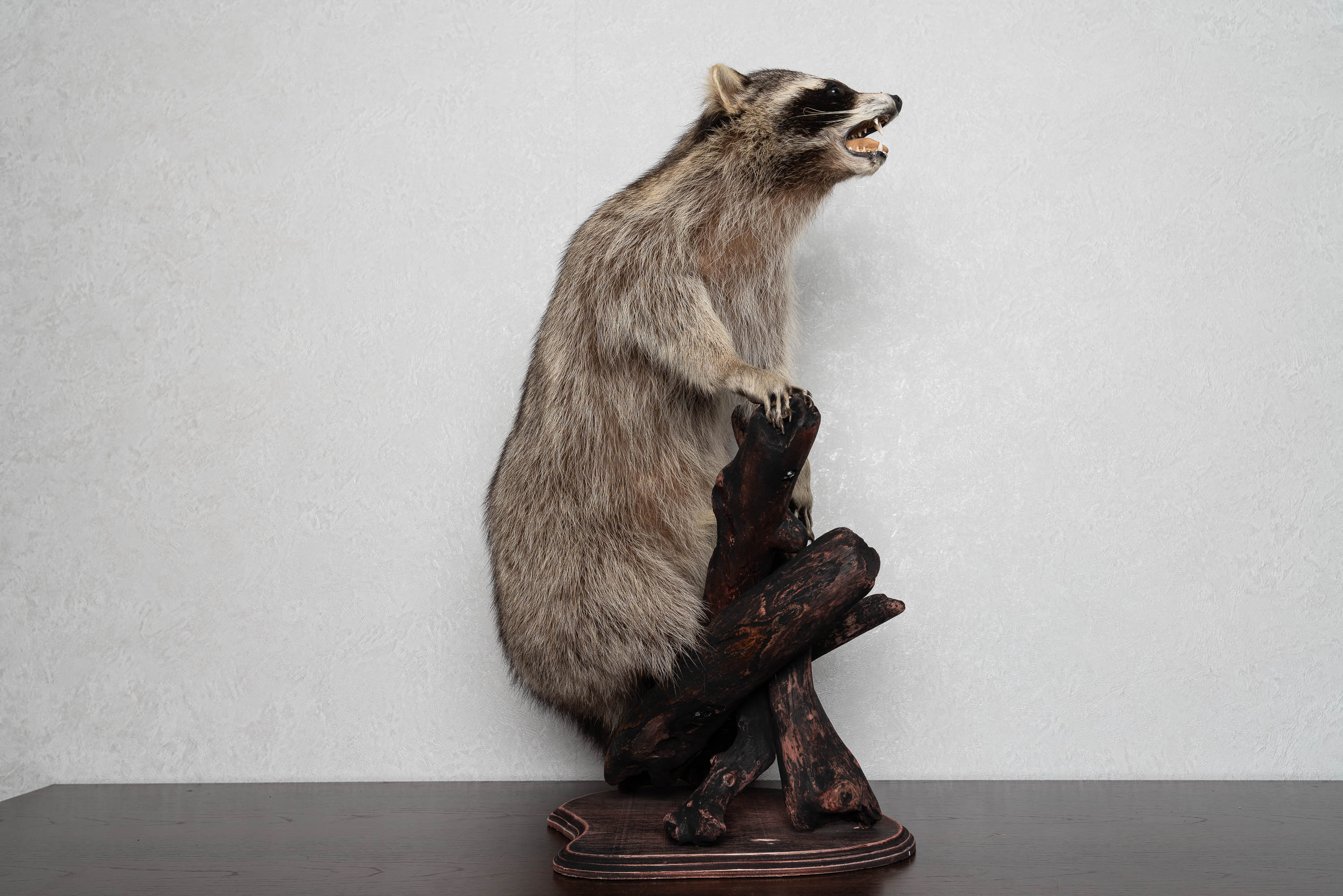 RACCOON TAXIDERMY MOUNT - RACOON MOUNTED, STUFFED ANIMALS FOR SALE ...