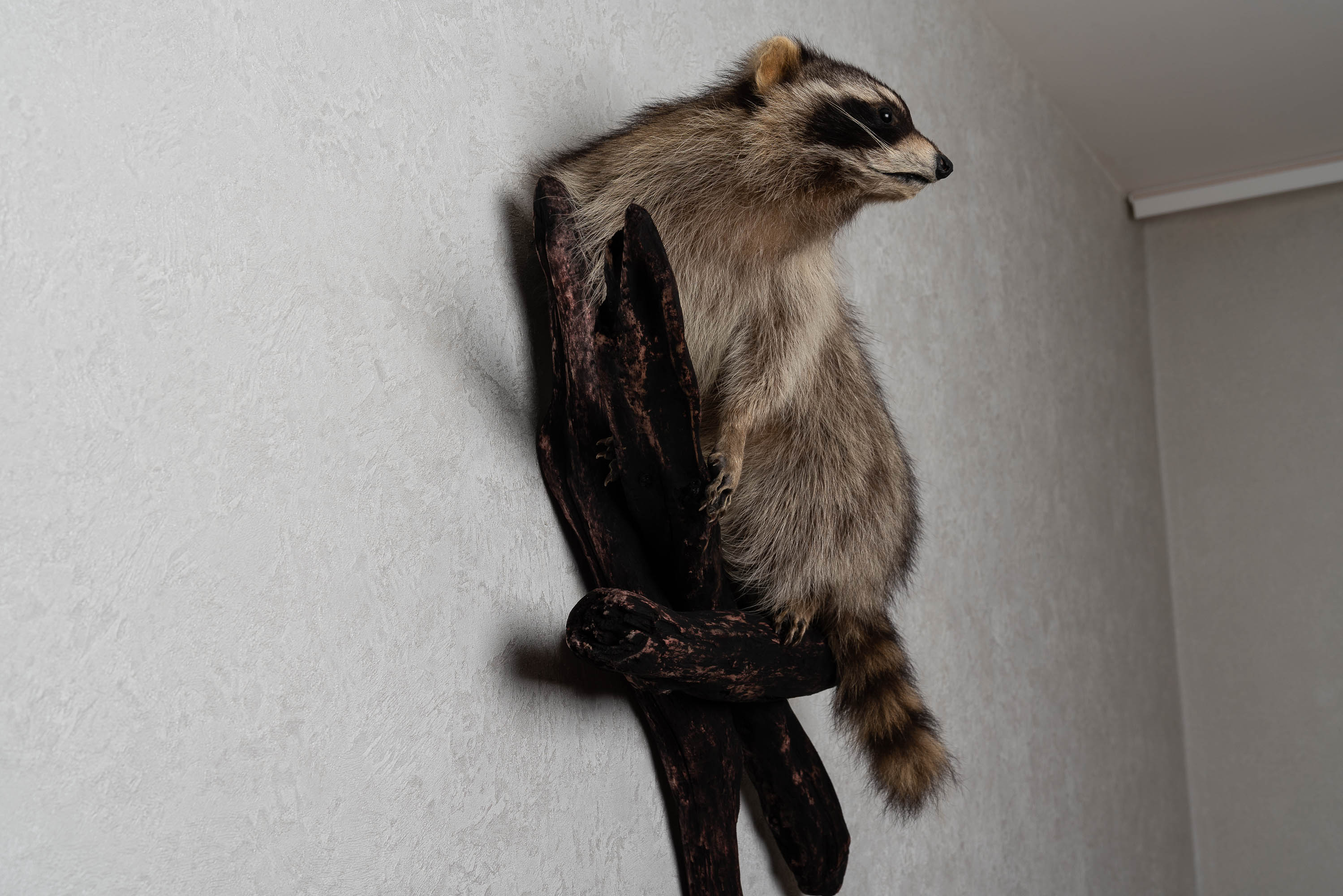 RACCOON TAXIDERMY MOUNT - RACOON MOUNTED, STUFFED ANIMALS FOR SALE ...