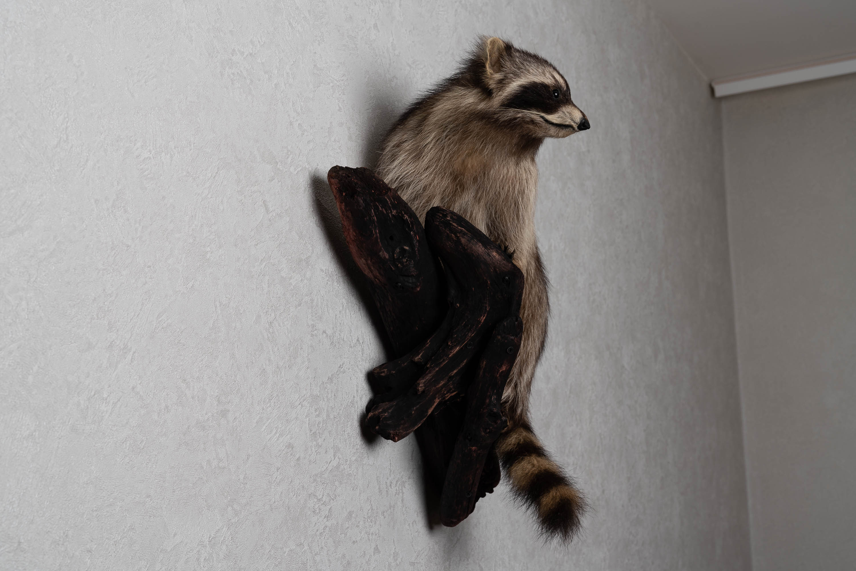 RACCOON TAXIDERMY MOUNT - RACOON MOUNTED, STUFFED ANIMALS FOR SALE ...