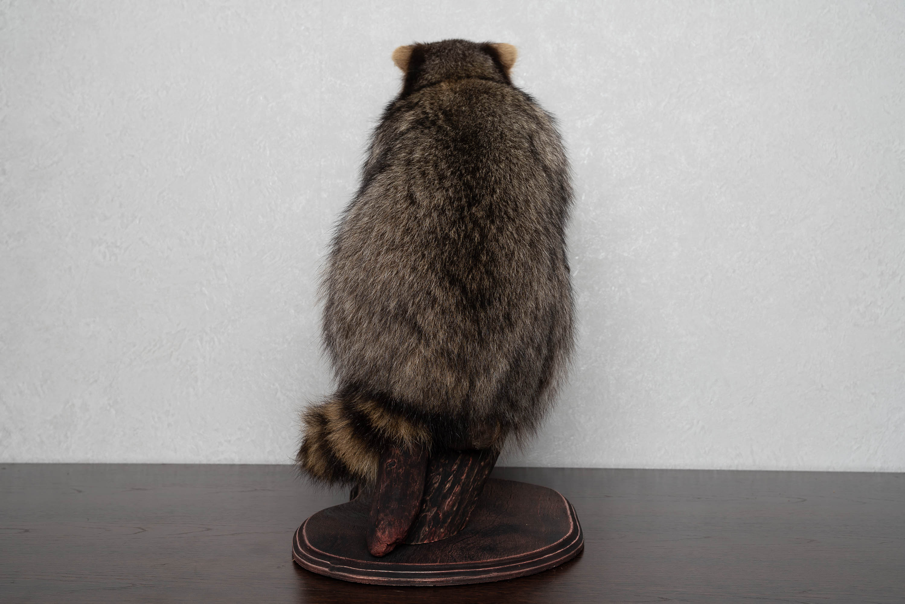 RACCOON TAXIDERMY MOUNT - RACOON MOUNTED, STUFFED ANIMALS FOR SALE ...