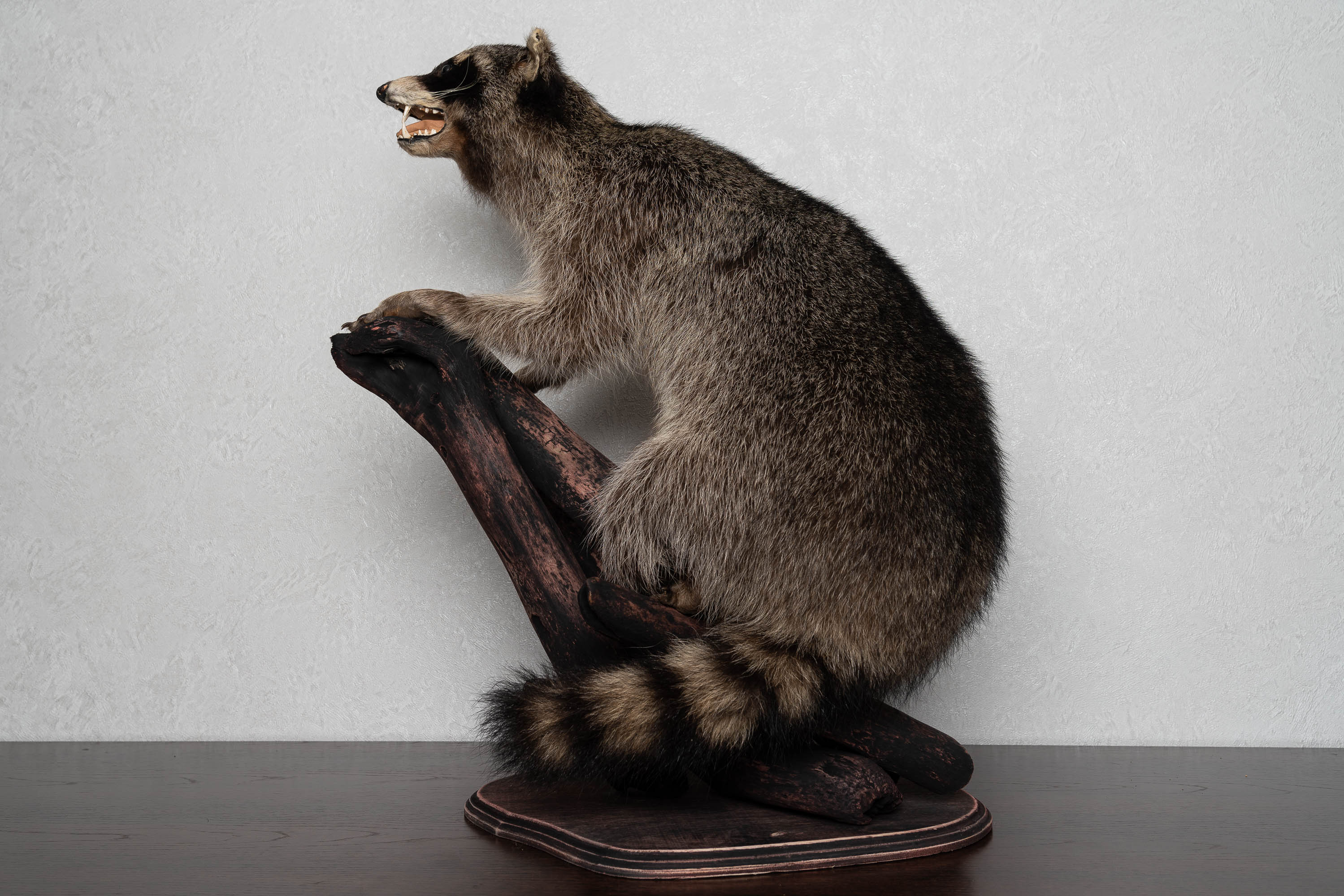 RACCOON TAXIDERMY MOUNT - RACOON MOUNTED, STUFFED ANIMALS FOR SALE ...