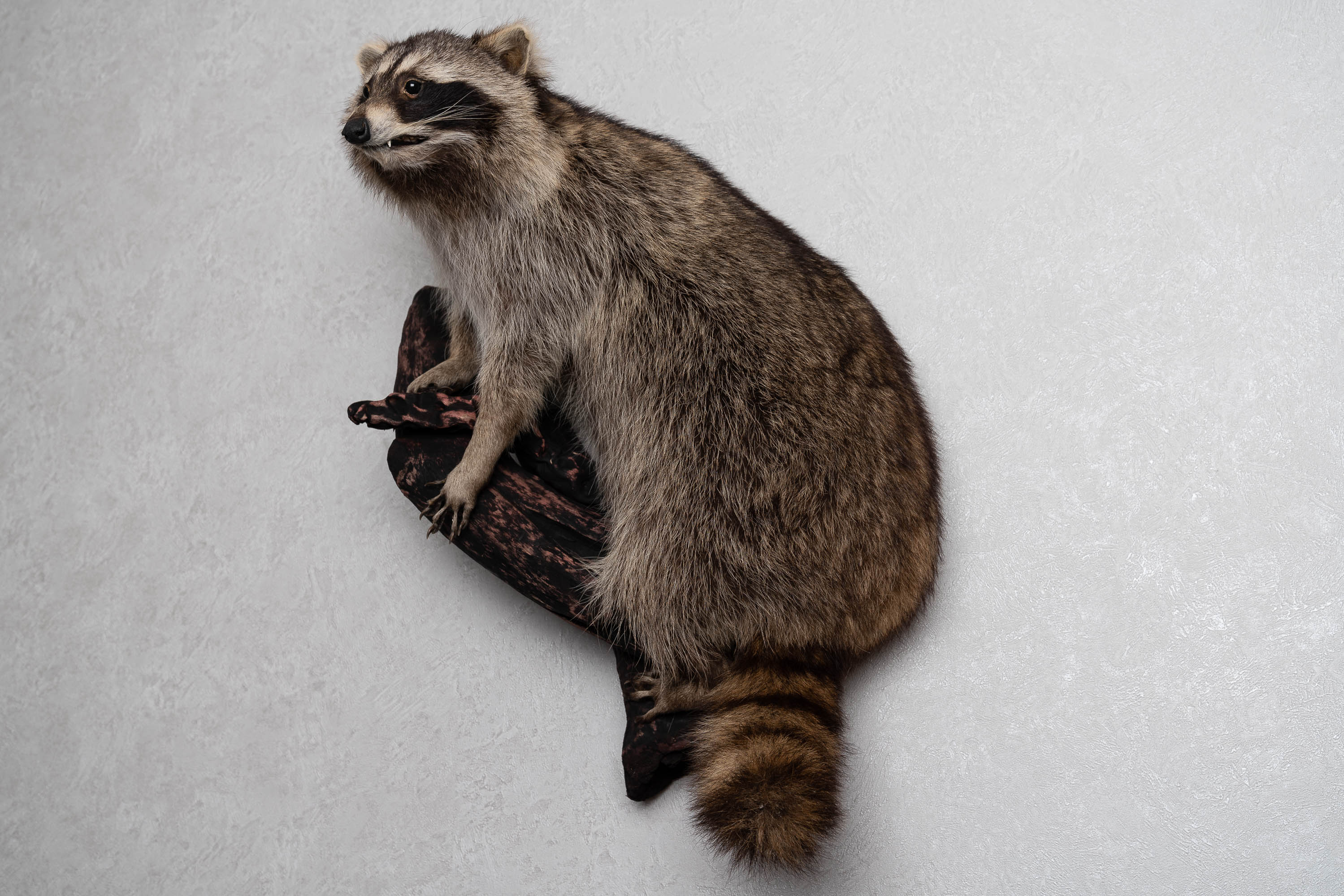 RACCOON TAXIDERMY MOUNT - RACOON MOUNTED, STUFFED ANIMALS FOR SALE ...