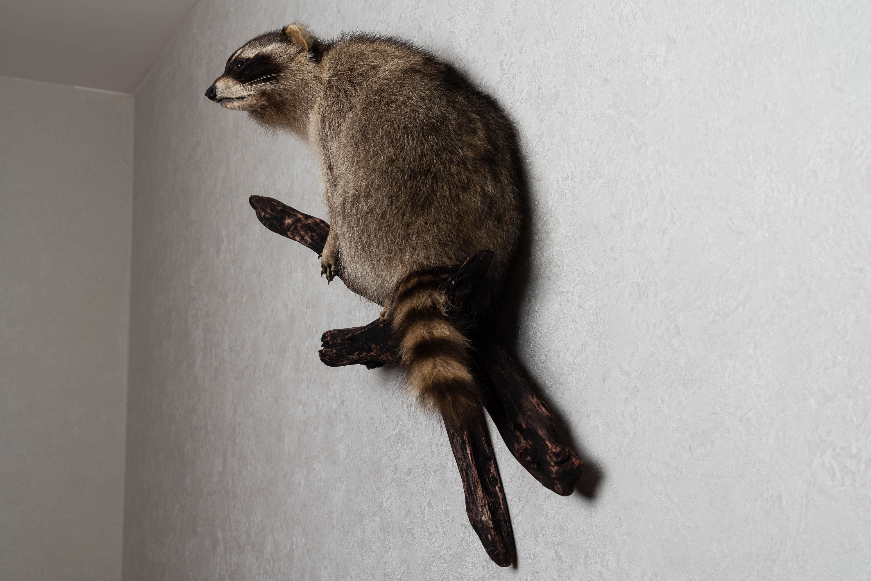 RACCOON TAXIDERMY MOUNT - RACOON MOUNTED, STUFFED ANIMALS FOR SALE ...