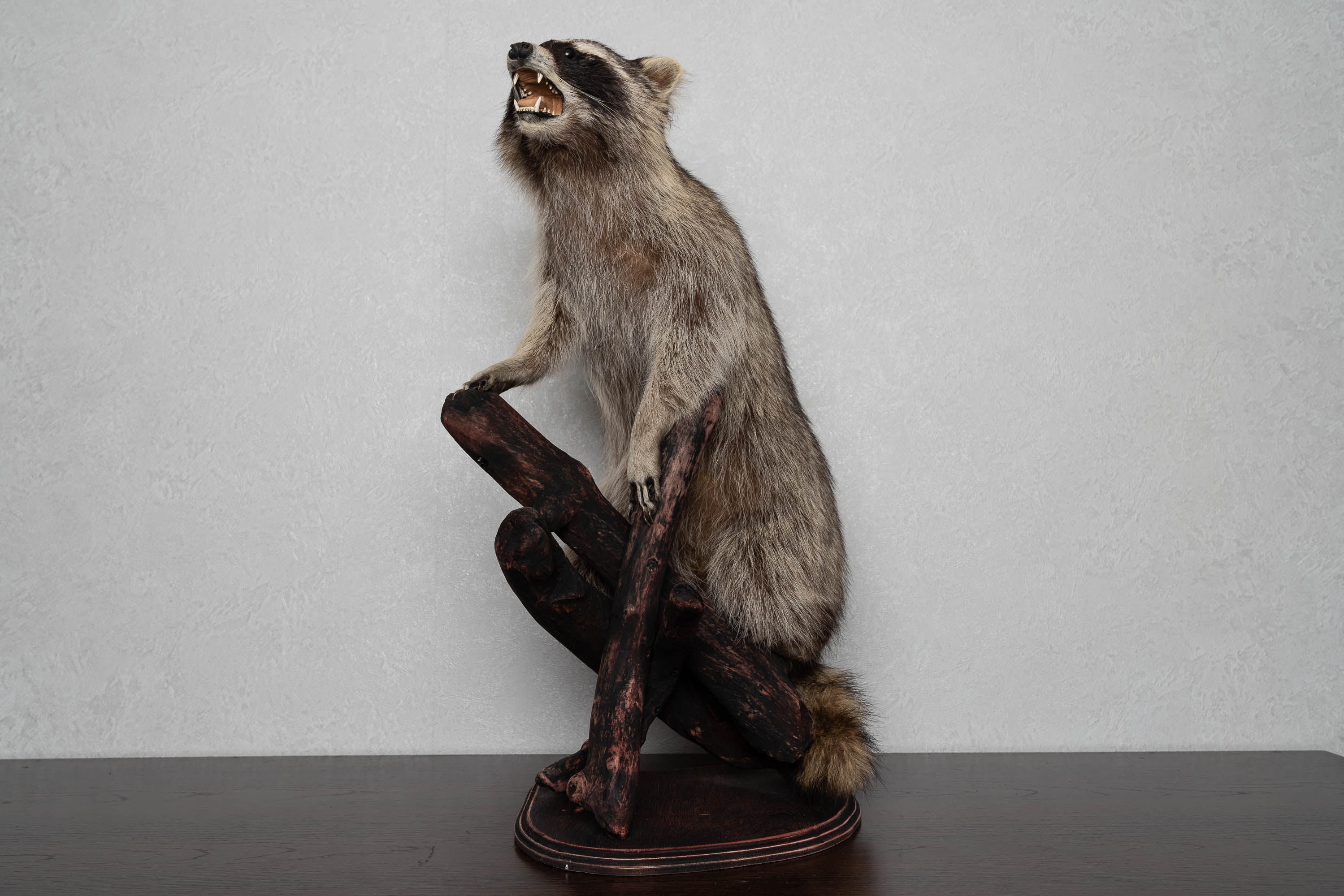 RACCOON TAXIDERMY MOUNT - RACOON MOUNTED, STUFFED ANIMALS FOR SALE ...