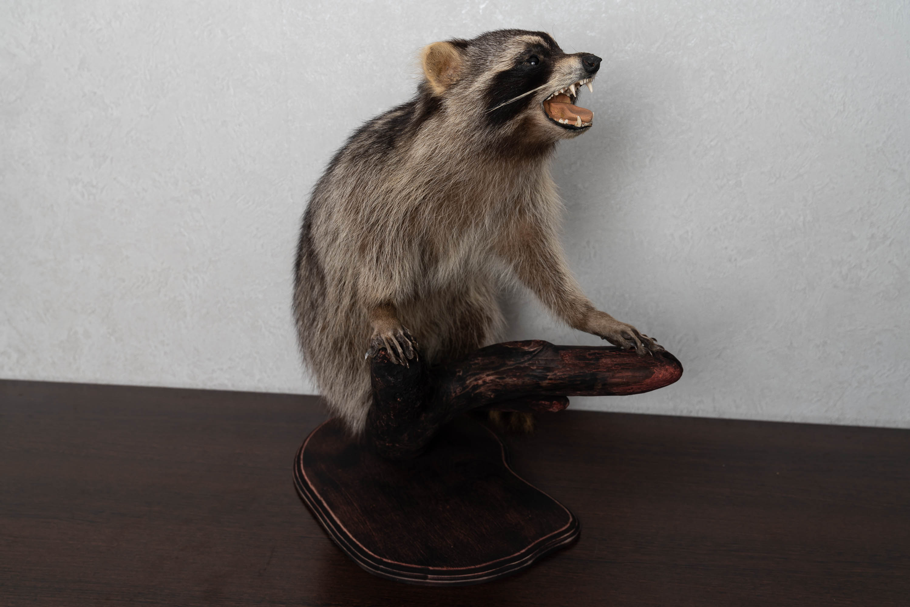 RACCOON TAXIDERMY MOUNT - RACOON MOUNTED, STUFFED ANIMALS FOR SALE ...
