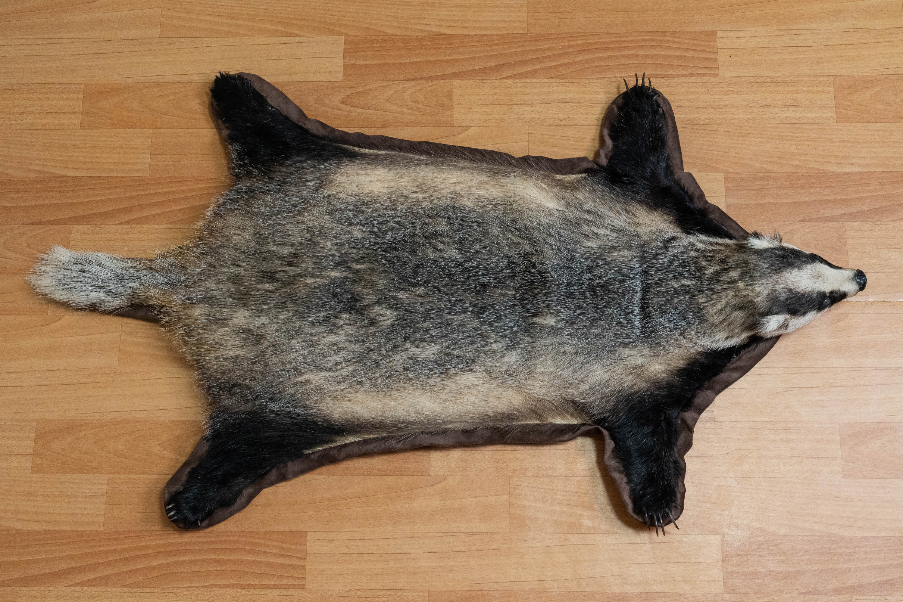 EURASIAN BADGER TAXIDERMY RUG MOUNT WITH HEAD - MOUNTED PELT, FUR, SKIN ...