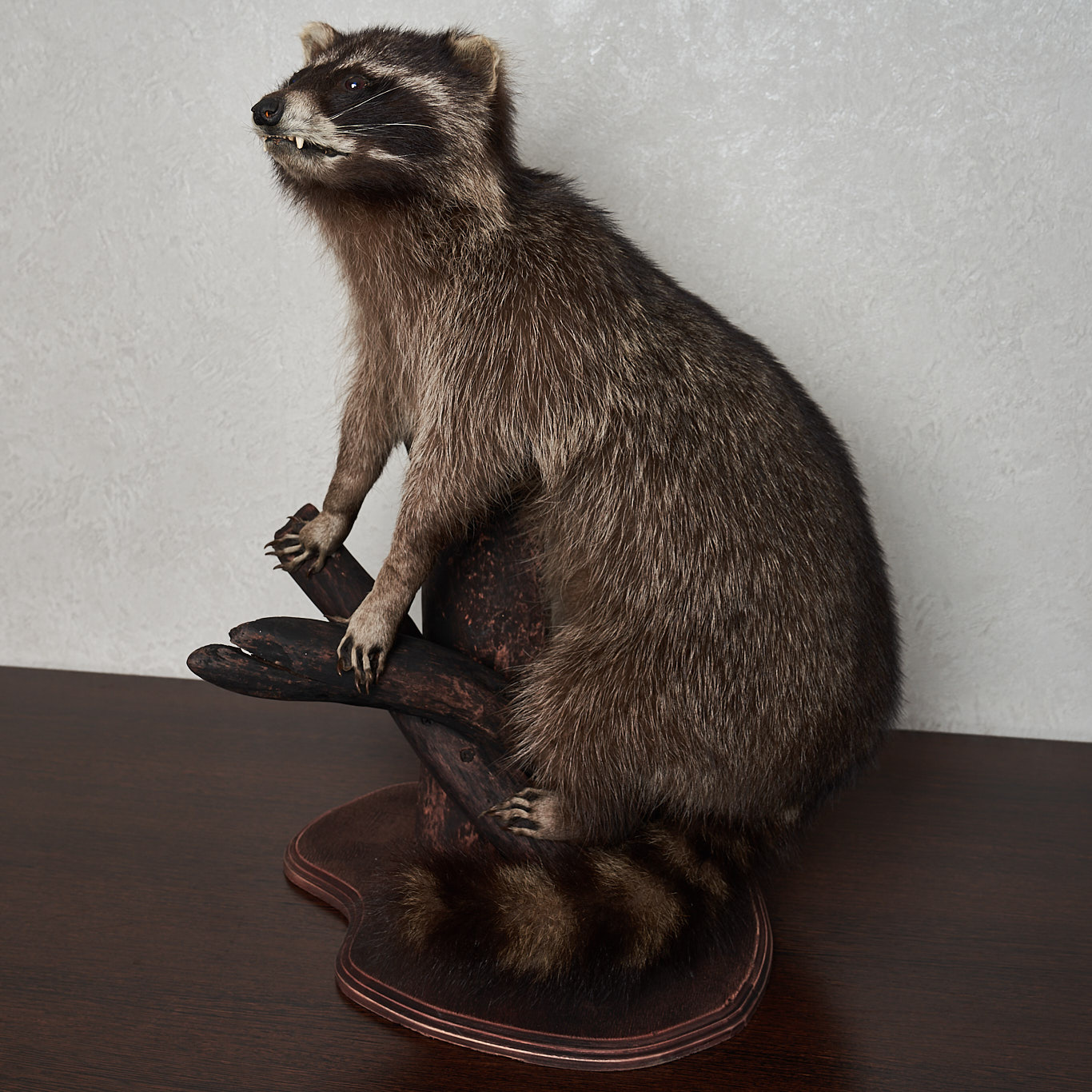 RACCOON TAXIDERMY MOUNT - RACOON MOUNTED, STUFFED ANIMALS FOR SALE ...
