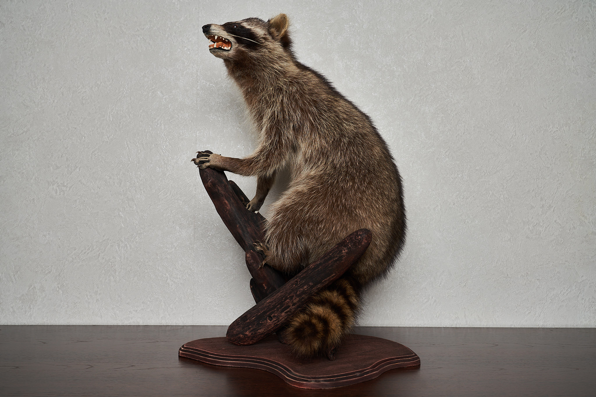 RACCOON TAXIDERMY MOUNT - RACOON MOUNTED, STUFFED ANIMALS FOR SALE ...