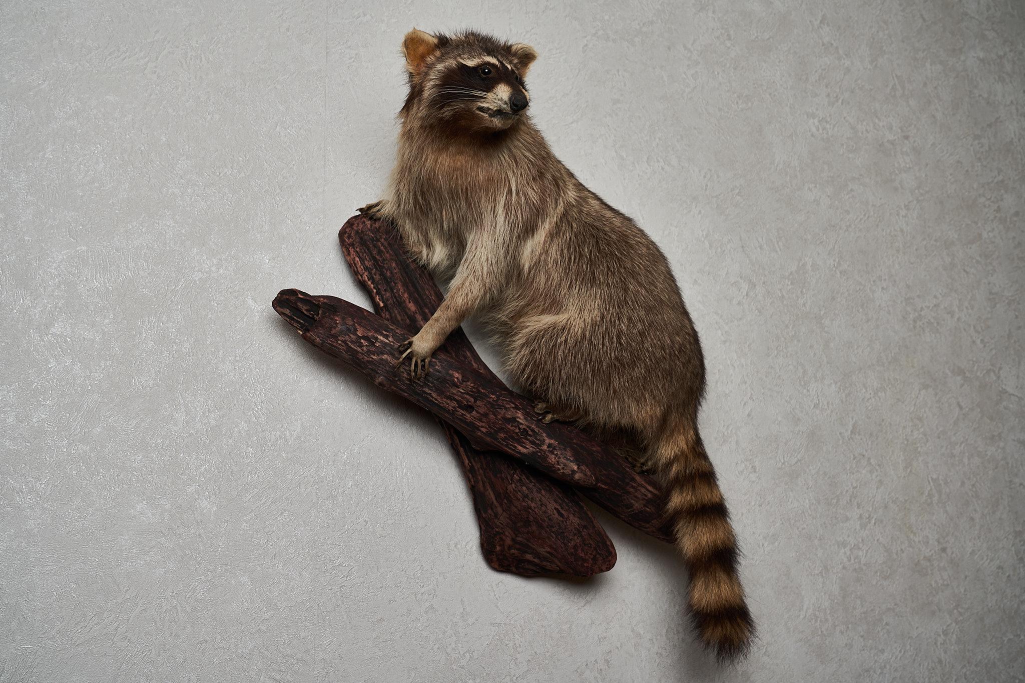 RACCOON TAXIDERMY MOUNT - RACOON MOUNTED, STUFFED ANIMALS FOR SALE ...