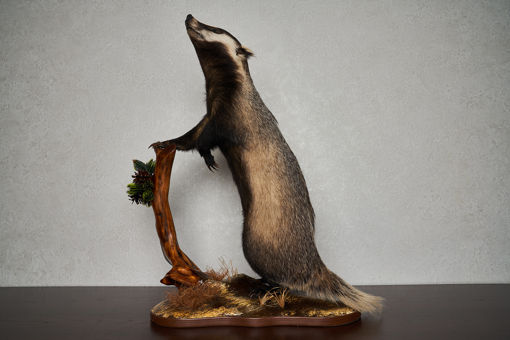 Badger Rug Mount EURASIAN BADGER TAXIDERMY MOUNT - MOUNTED, STUFFED ANIMALS FOR SALE ...