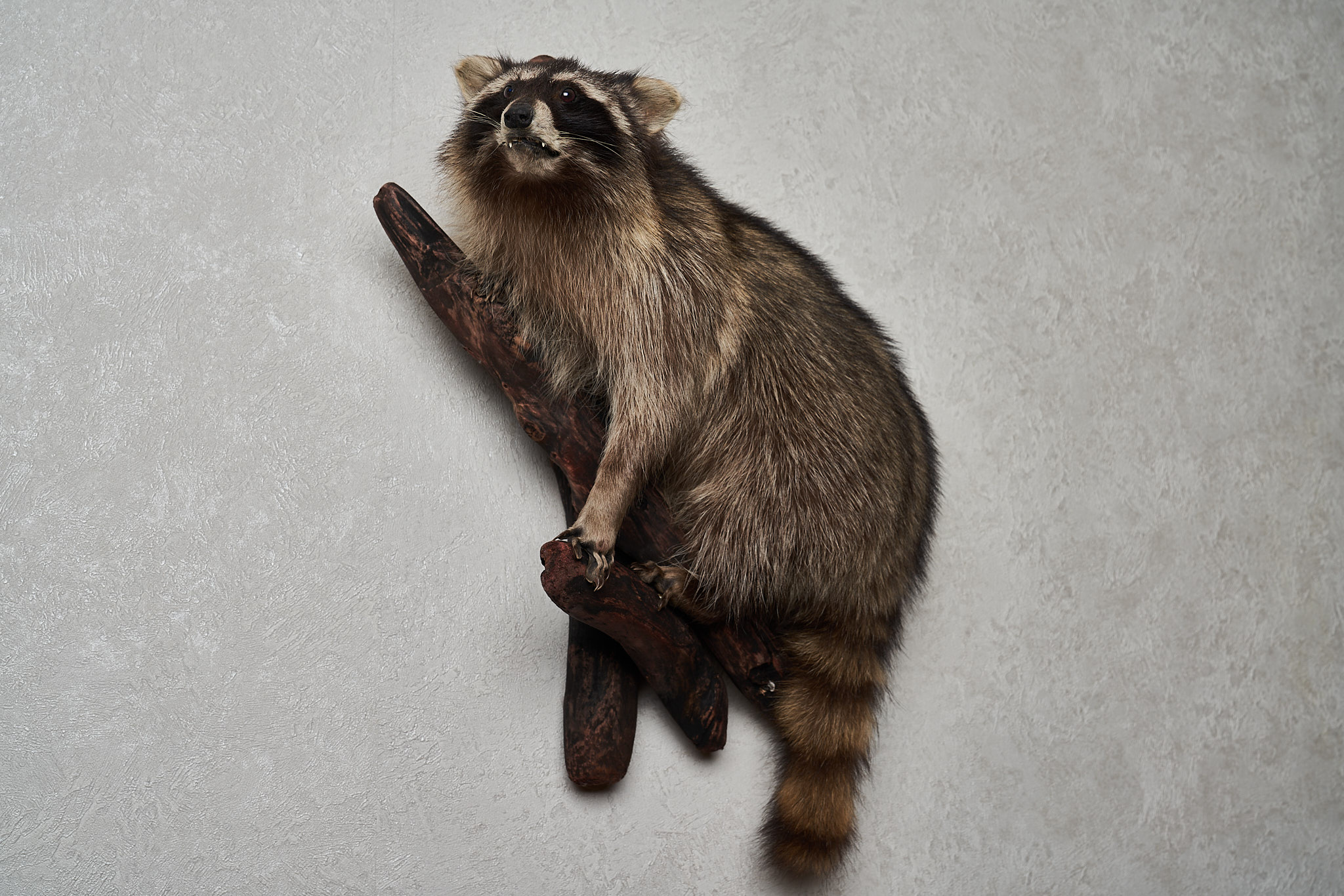 RACCOON TAXIDERMY MOUNT - RACOON MOUNTED, STUFFED ANIMALS FOR SALE ...