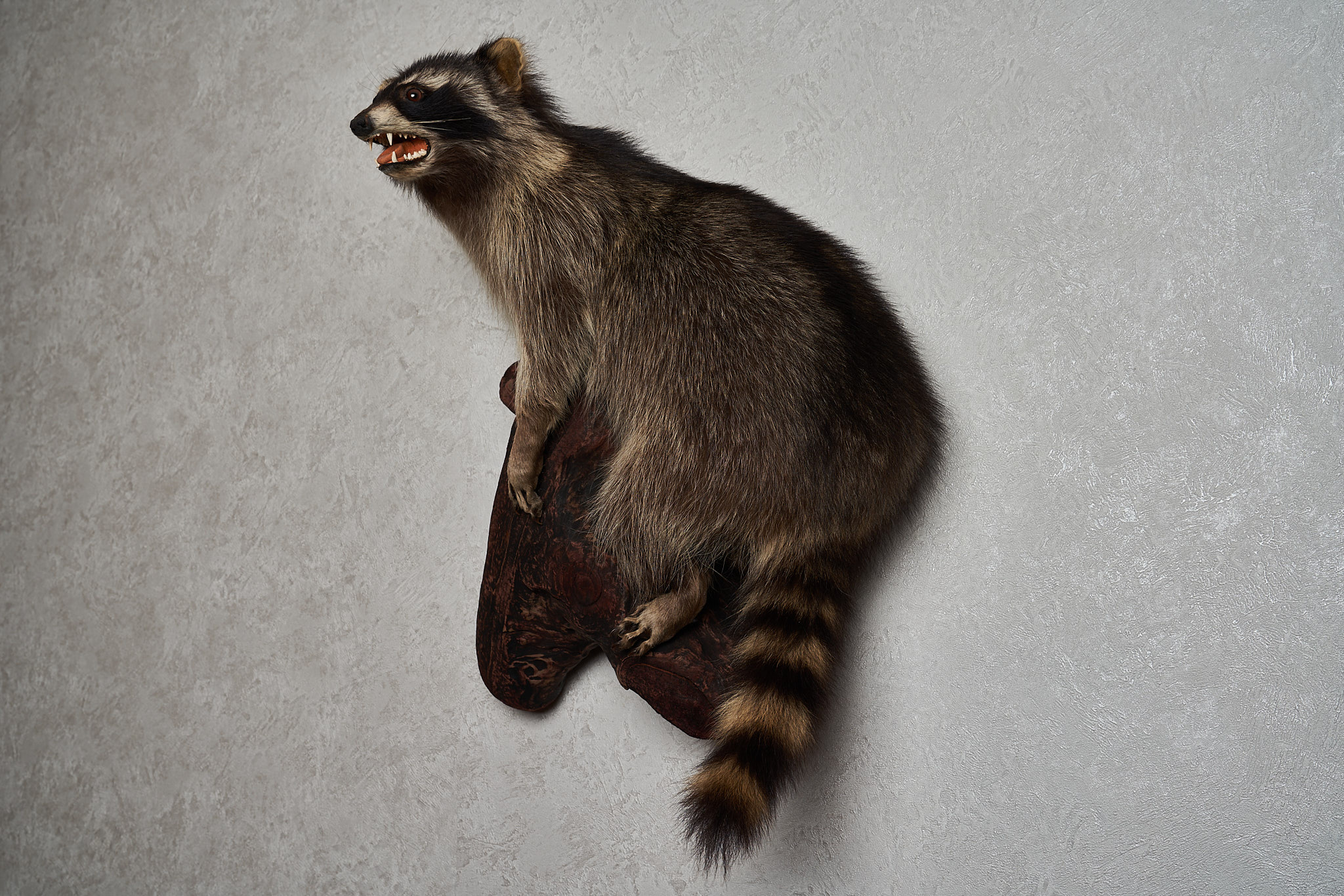 RACCOON TAXIDERMY MOUNT - RACOON MOUNTED, STUFFED ANIMALS FOR SALE ...
