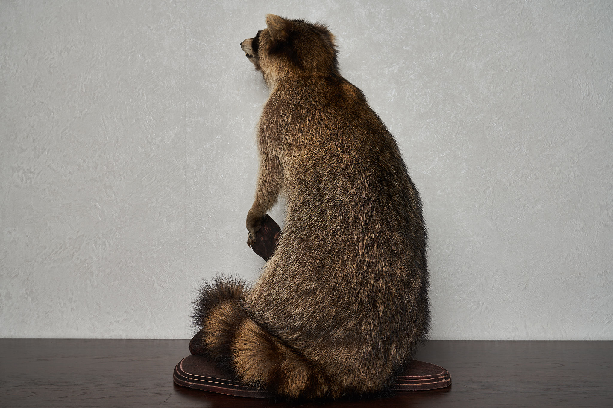 RACCOON TAXIDERMY MOUNT - RACOON MOUNTED, STUFFED ANIMALS FOR SALE ...