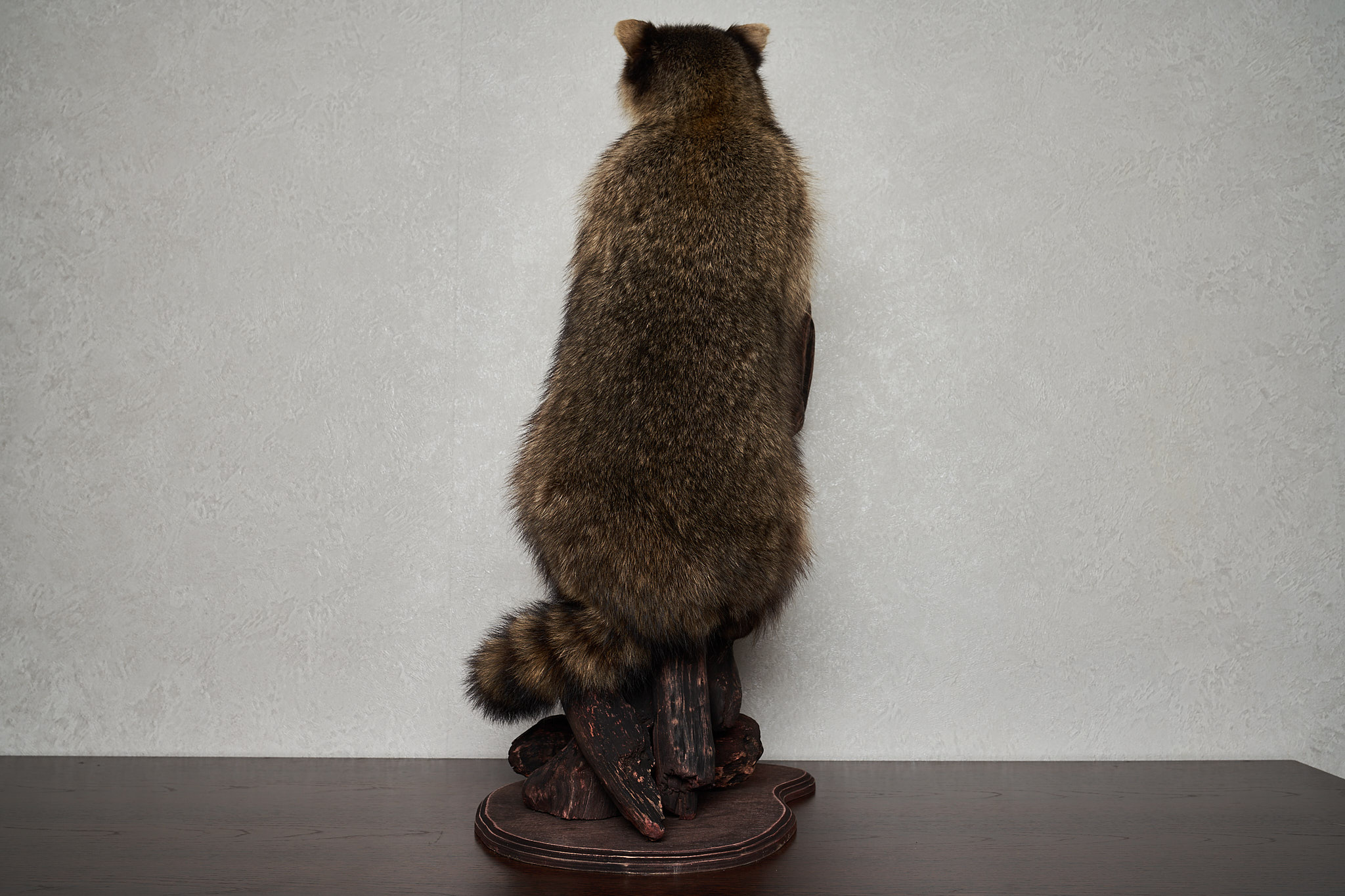 RACCOON TAXIDERMY MOUNT - RACOON MOUNTED, STUFFED ANIMALS FOR SALE ...