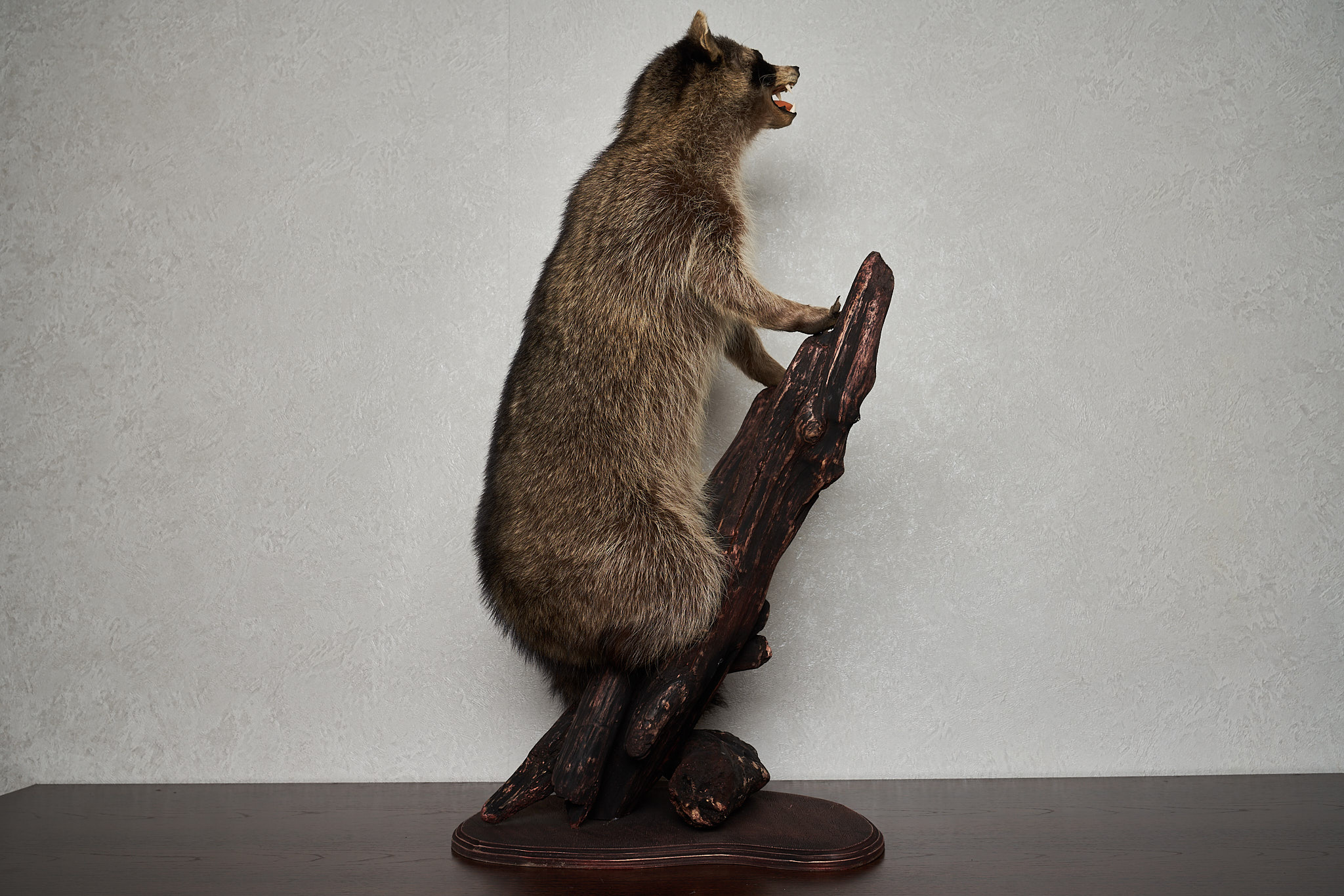 RACCOON TAXIDERMY MOUNT - RACOON MOUNTED, STUFFED ANIMALS FOR SALE ...