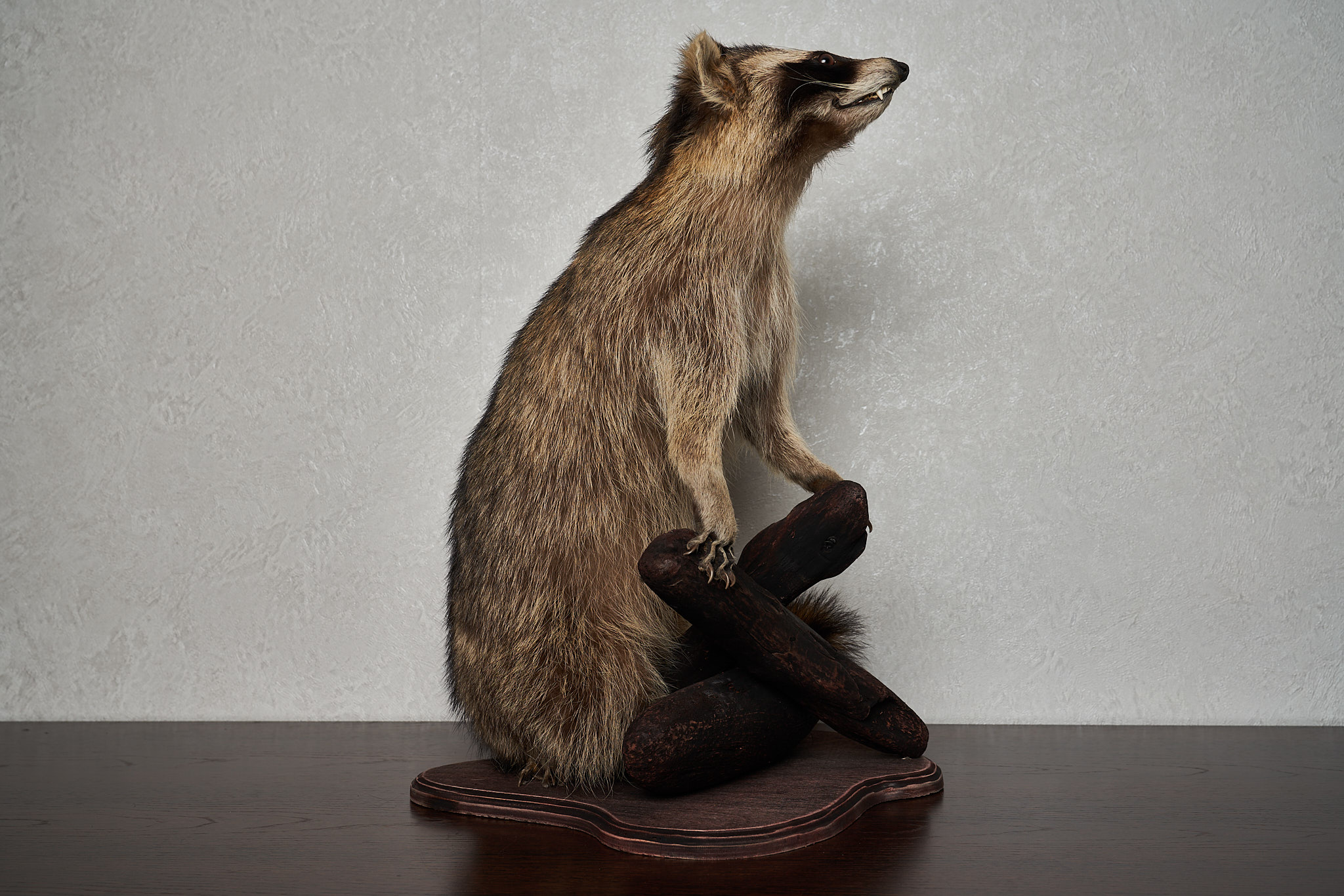 RACCOON TAXIDERMY MOUNT - RACOON MOUNTED, STUFFED ANIMALS FOR SALE ...