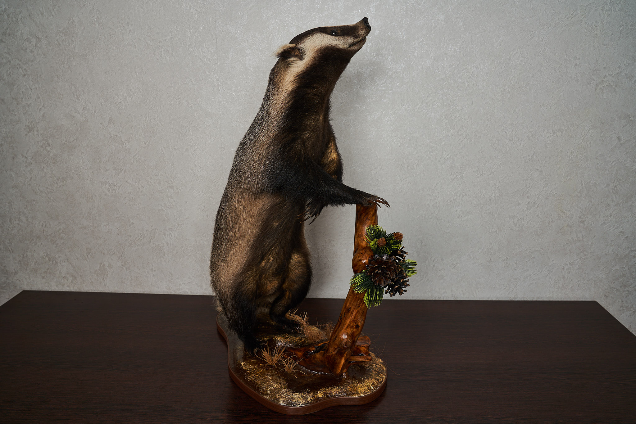Badger Rug Mount EURASIAN BADGER TAXIDERMY MOUNT - MOUNTED, STUFFED ANIMALS FOR SALE ...