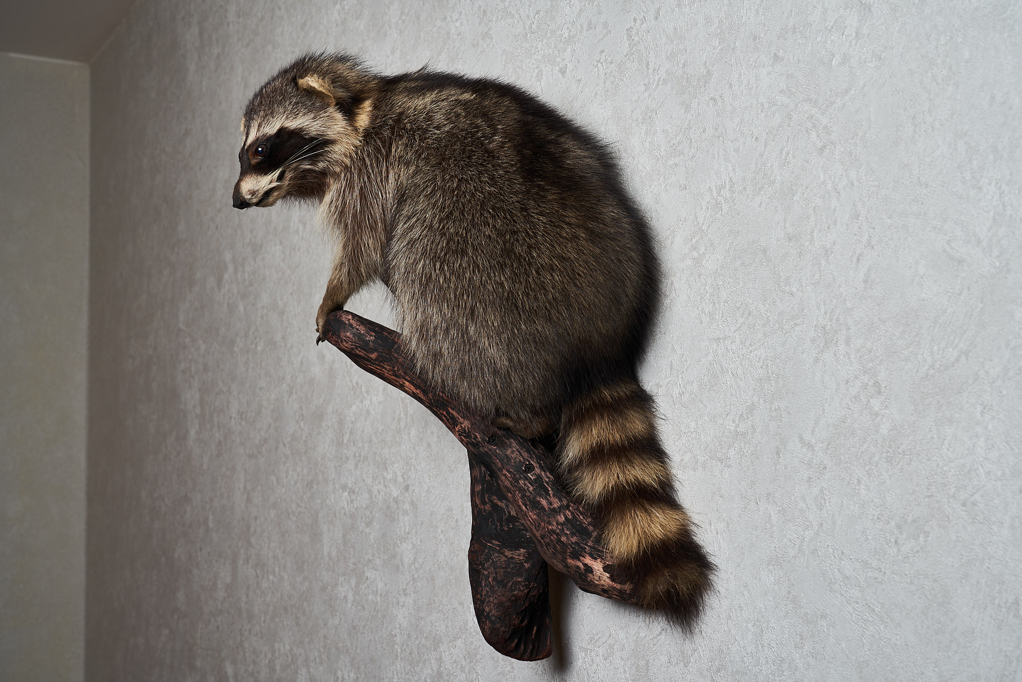 RACCOON TAXIDERMY MOUNT - RACOON MOUNTED, STUFFED ANIMALS FOR SALE ...