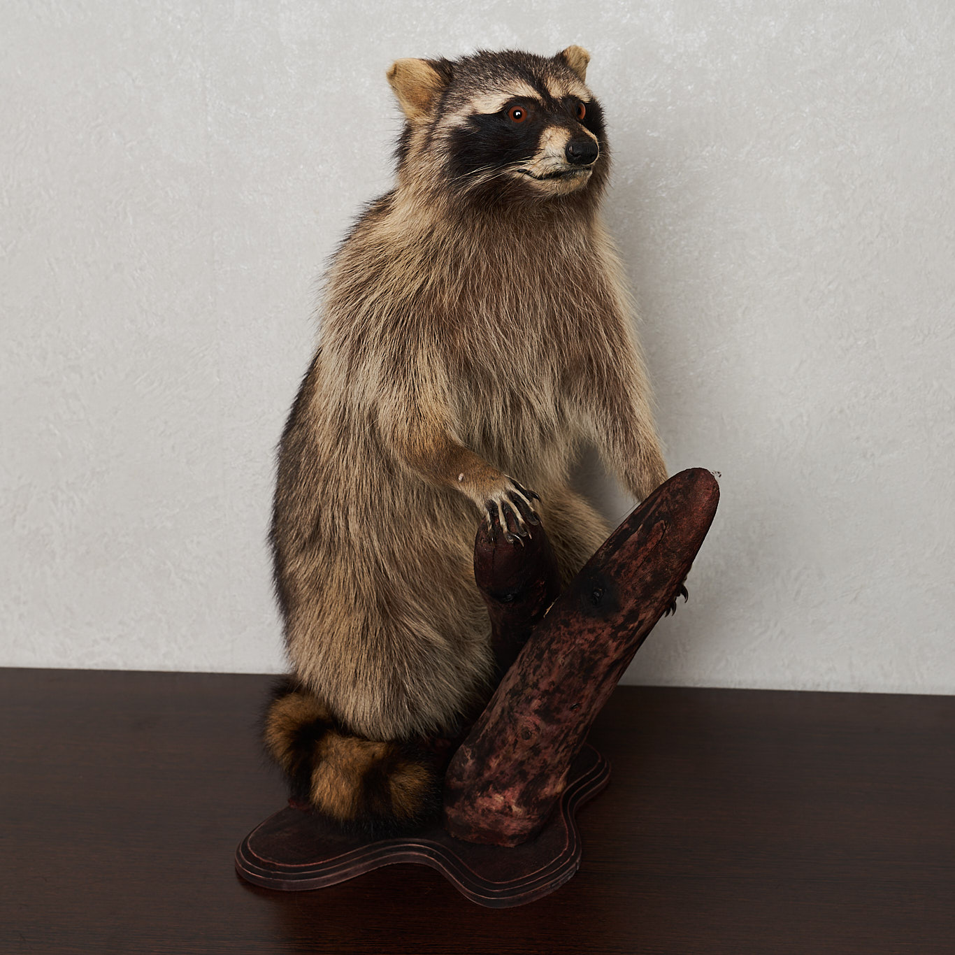 RACCOON TAXIDERMY MOUNT - RACOON MOUNTED, STUFFED ANIMALS FOR SALE ...