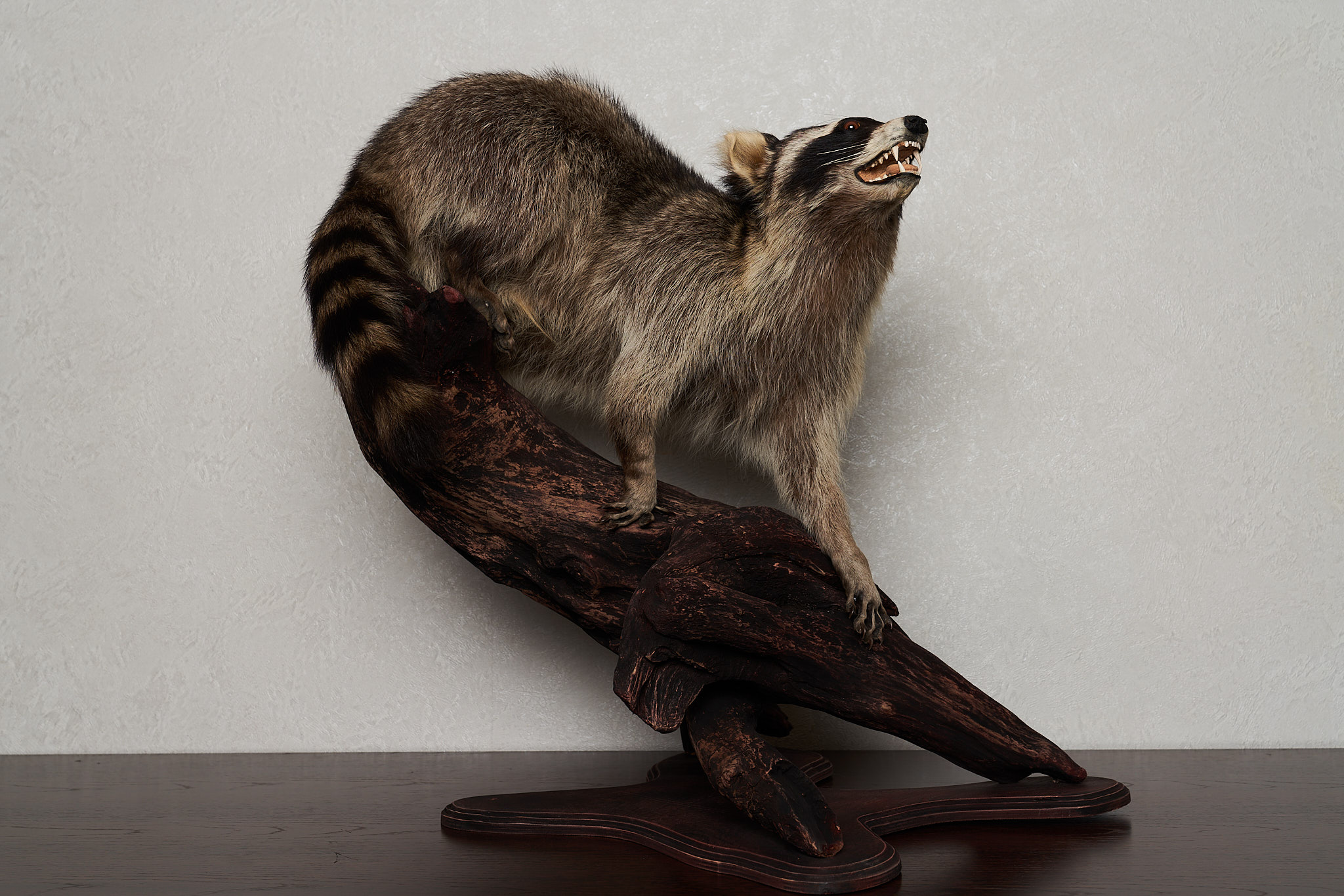 RACCOON TAXIDERMY MOUNT - RACOON MOUNTED, STUFFED ANIMALS FOR SALE ...
