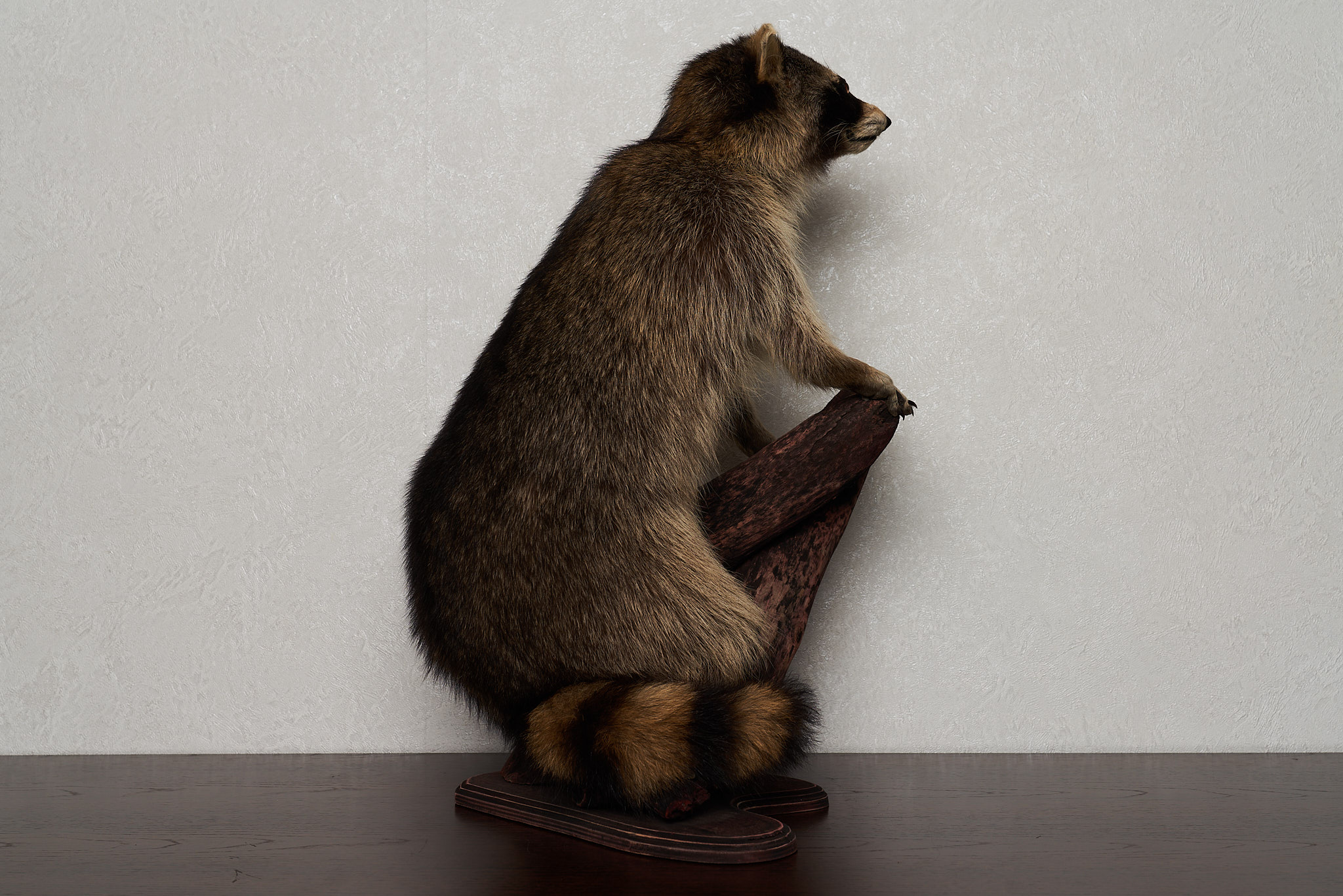 RACCOON TAXIDERMY MOUNT - RACOON MOUNTED, STUFFED ANIMALS FOR SALE ...