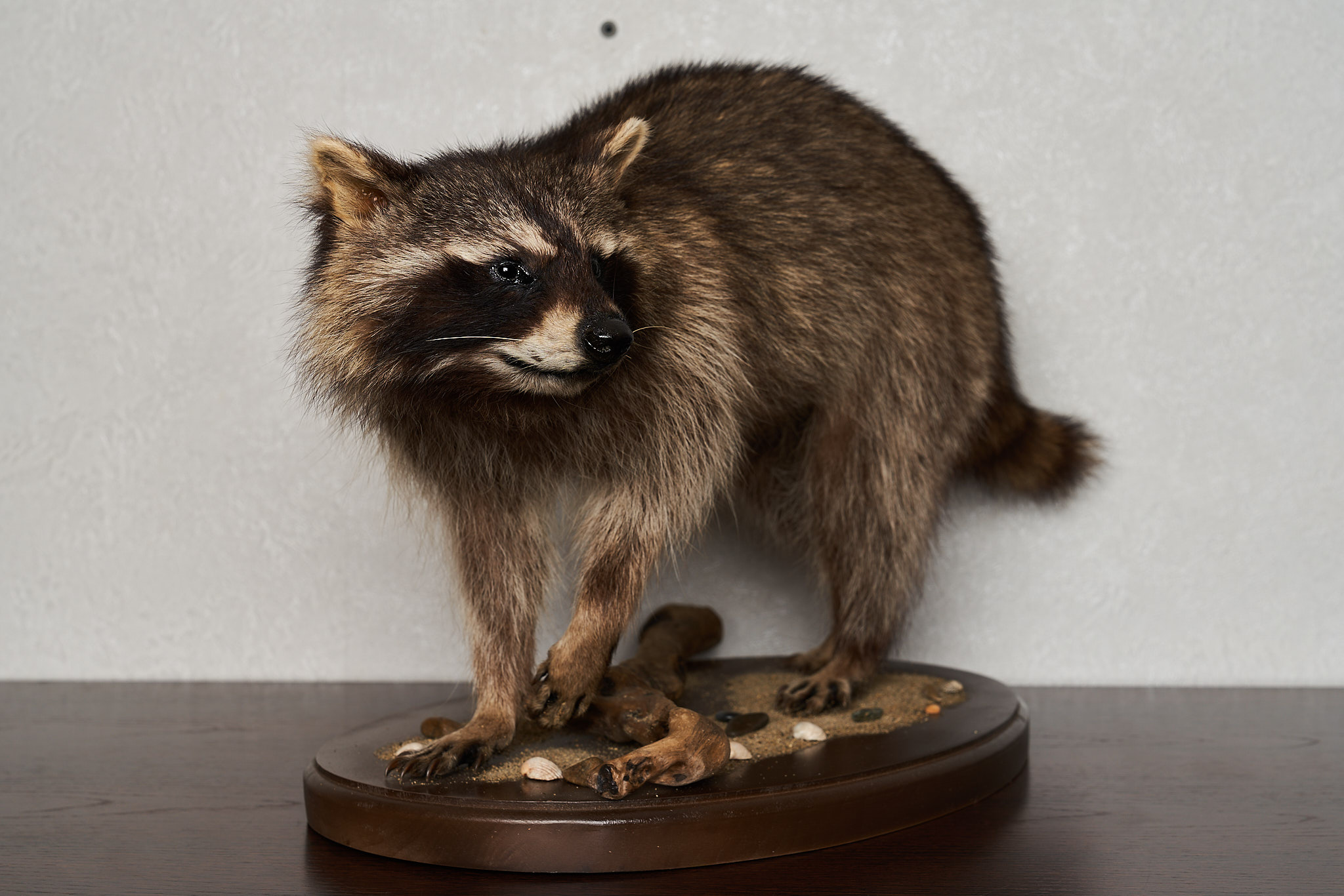RACCOON TAXIDERMY MOUNT - RACOON MOUNTED, STUFFED ANIMALS FOR SALE ...