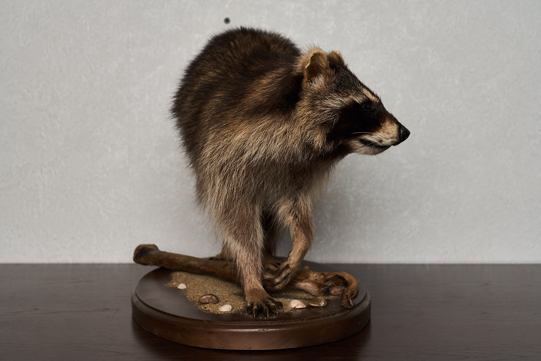 RACCOON TAXIDERMY MOUNT - RACOON MOUNTED, STUFFED ANIMALS FOR SALE ...
